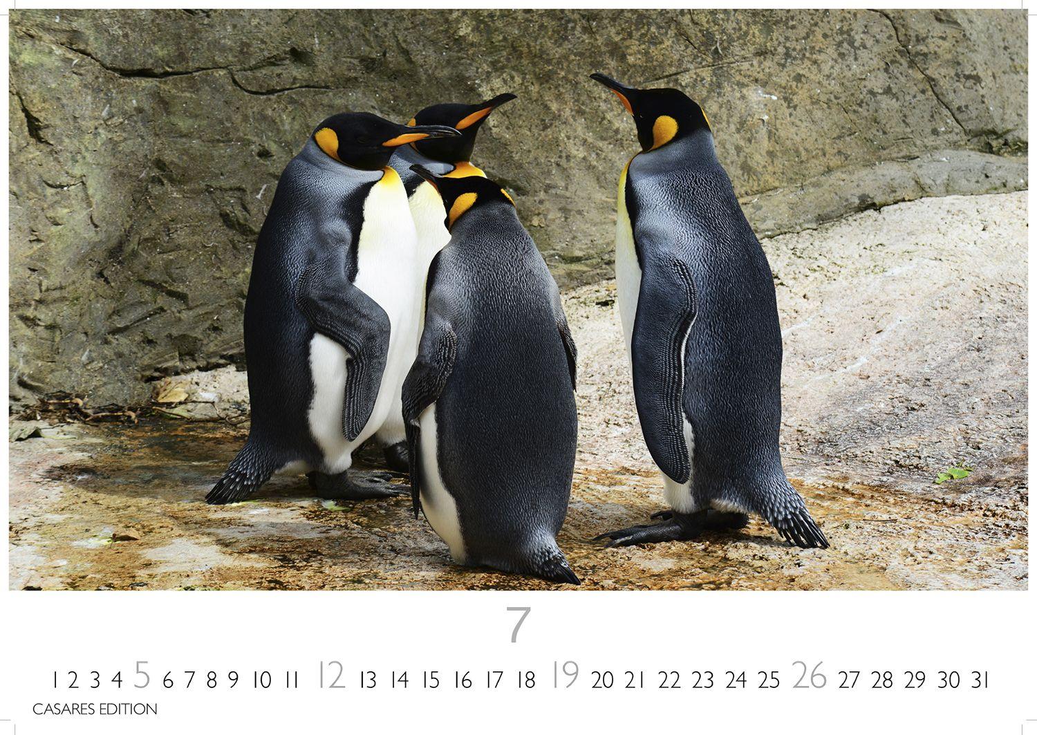 Beispielinhalt (Bild) Pinguine Kalender 2026 - Wandkalender | Fotokalender Tierkalender 24x35cm | . mit niedlichen Pinguin-Motiven im antarktischen Lebensraum.