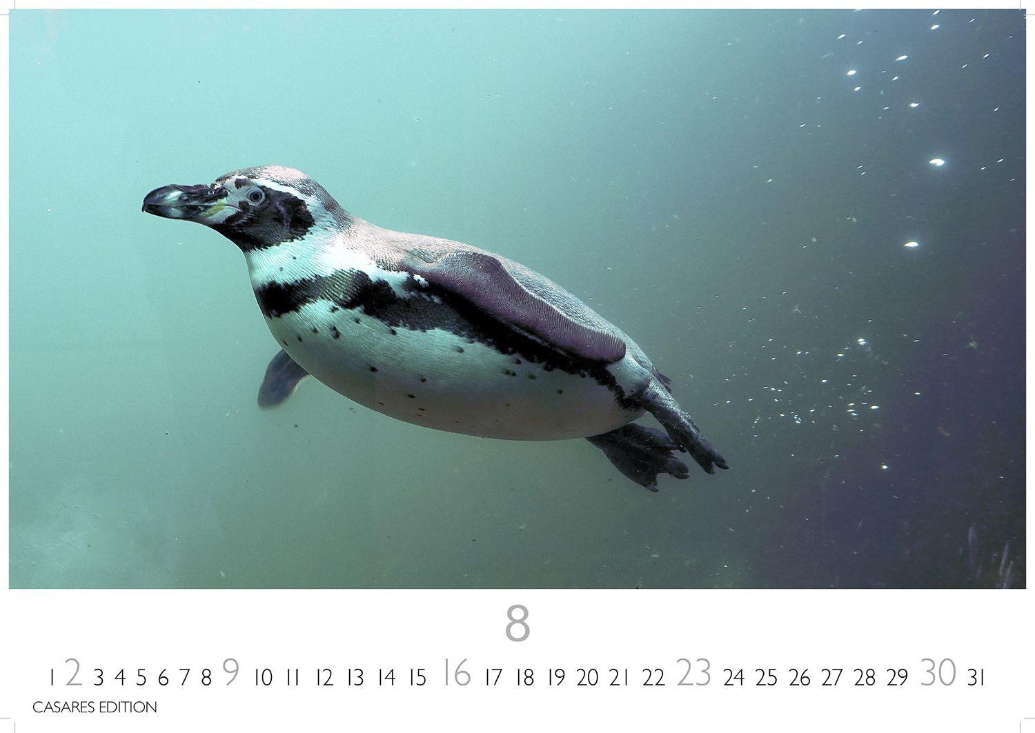 Beispielinhalt (Bild) Pinguine Kalender 2026 - Wandkalender | Fotokalender Tierkalender 24x35cm | . mit niedlichen Pinguin-Motiven im antarktischen Lebensraum.
