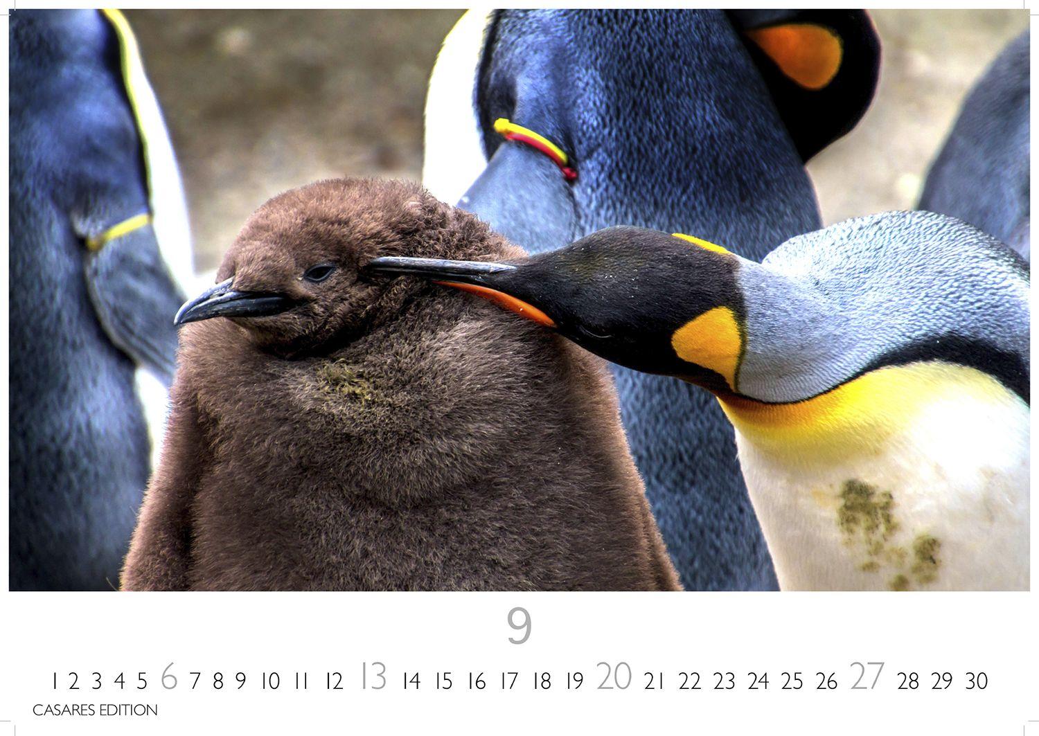 Beispielinhalt (Bild) Pinguine Kalender 2026 - Wandkalender | Fotokalender Tierkalender 24x35cm | . mit niedlichen Pinguin-Motiven im antarktischen Lebensraum.