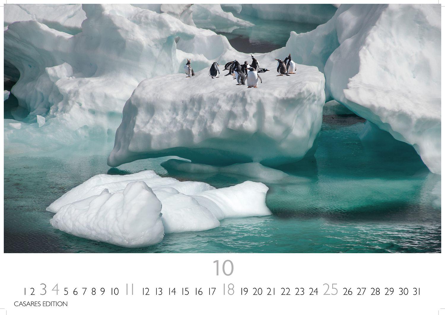 Beispielinhalt (Bild) Pinguine Kalender 2026 - Wandkalender | Fotokalender Tierkalender 24x35cm | . mit niedlichen Pinguin-Motiven im antarktischen Lebensraum.