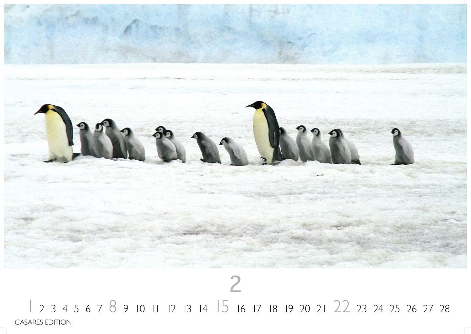 Beispielinhalt (Bild) Pinguine Kalender 2026 - Wandkalender | Fotokalender Tierkalender 24x35cm | . mit niedlichen Pinguin-Motiven im antarktischen Lebensraum.