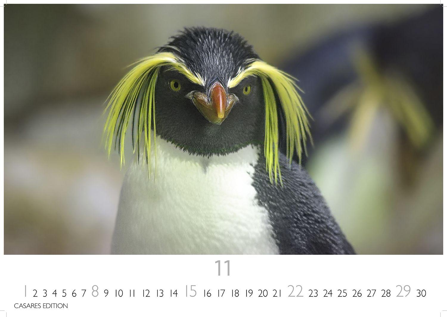 Beispielinhalt (Bild) Pinguine Kalender 2026 - Wandkalender | Fotokalender Tierkalender 24x35cm | . mit niedlichen Pinguin-Motiven im antarktischen Lebensraum.