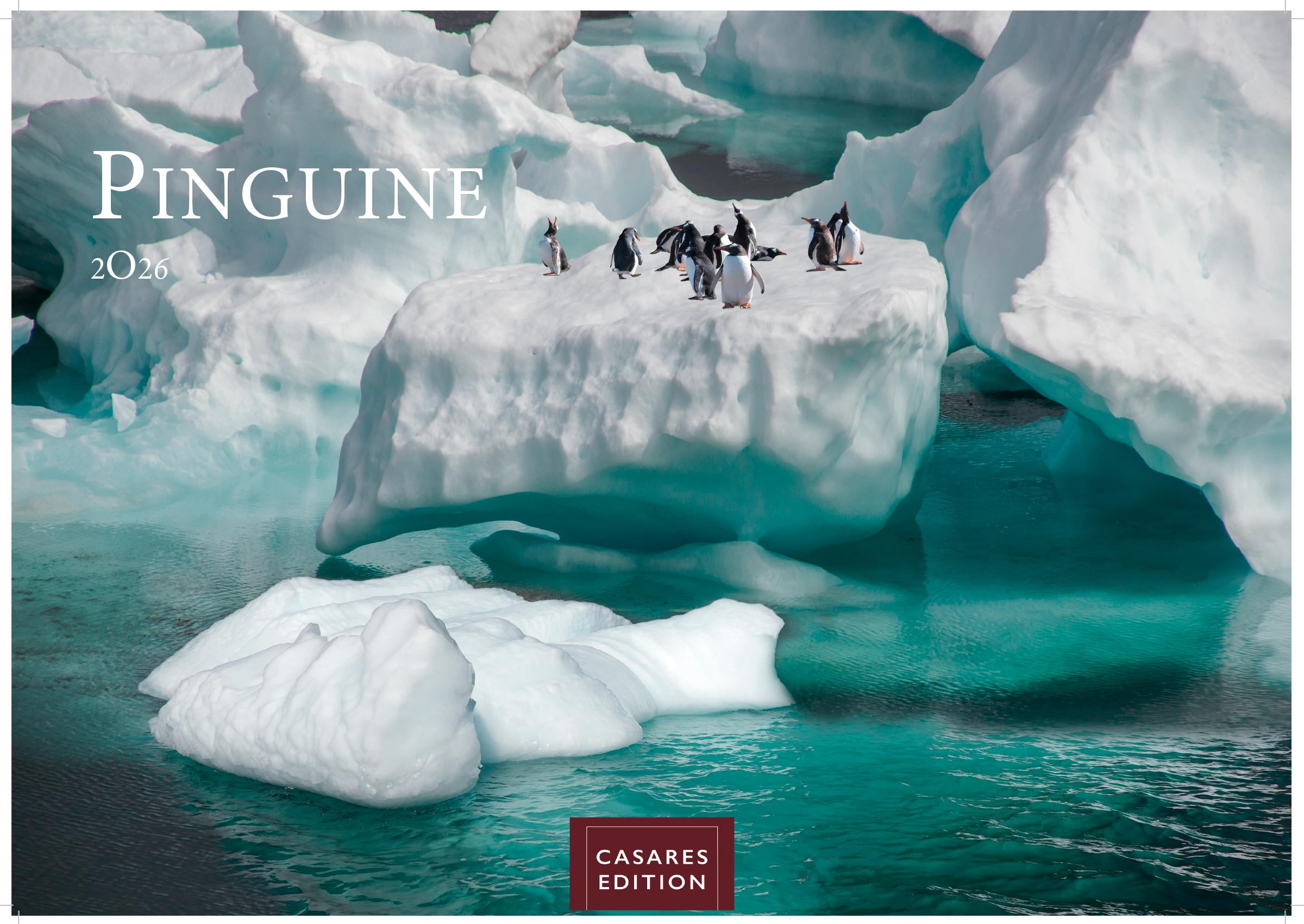 Vorderes Coverbild Pinguine Kalender 2026 - Wandkalender | Fotokalender Tierkalender 24x35cm | . mit niedlichen Pinguin-Motiven im antarktischen Lebensraum.