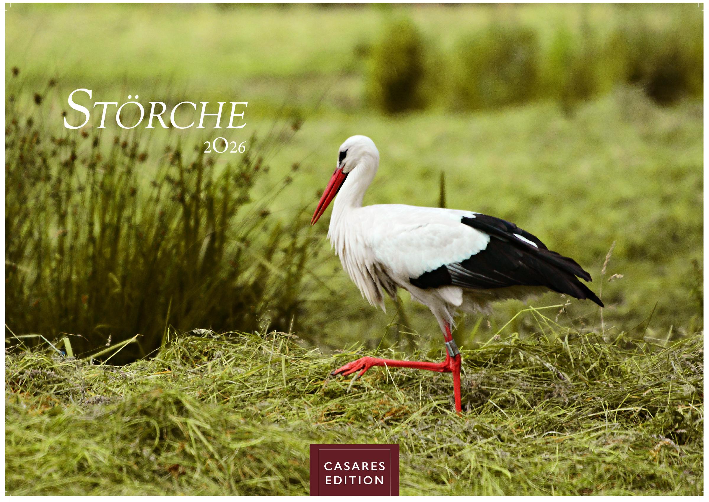 Vorderes Coverbild Störche Kalender 2026 - Wandkalender | Fotokalender Tierkalender 35x50cm Grosses Format - Inspirierende Storch-Motive für Natur- und Tierkalenderliebhaber.