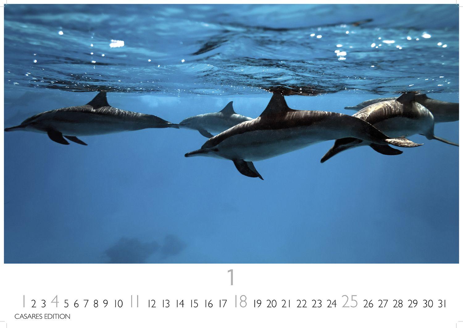 Beispielinhalt (Bild) Wale und Delfine Kalender 2026 - Wandkalender | Fotokalender Tierkalender 24x35cm - Hochwertige Fotografien von Walen und Delfinen, die jeden Monat begeistern.