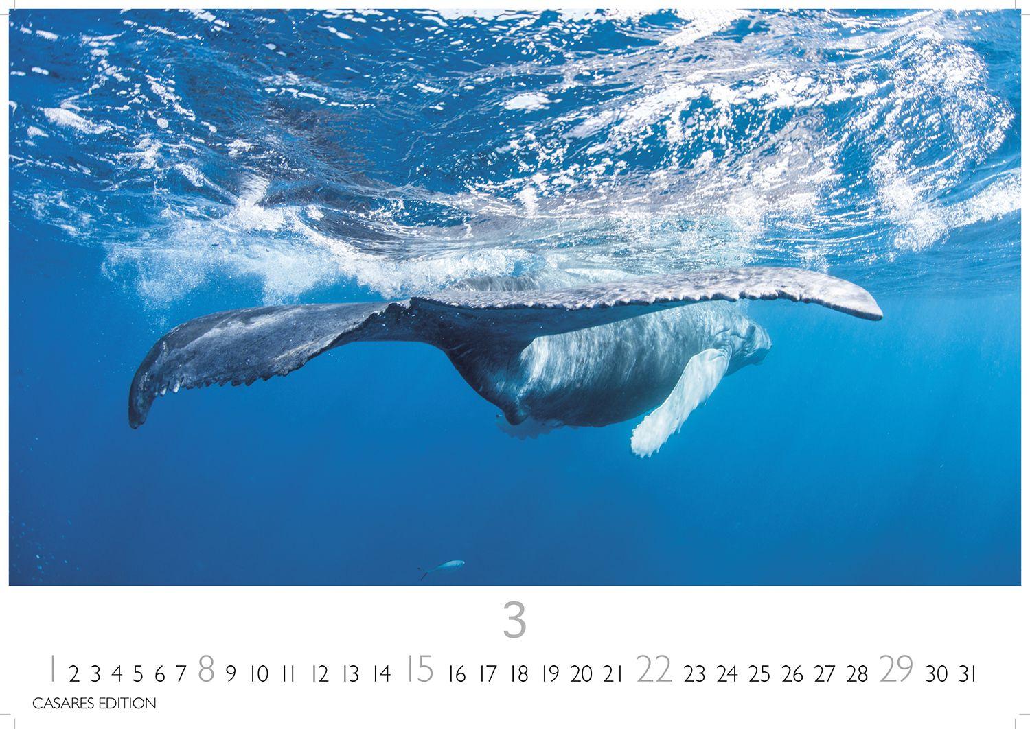 Beispielinhalt (Bild) Wale und Delfine Kalender 2026 - Wandkalender | Fotokalender Tierkalender 24x35cm - Hochwertige Fotografien von Walen und Delfinen, die jeden Monat begeistern.