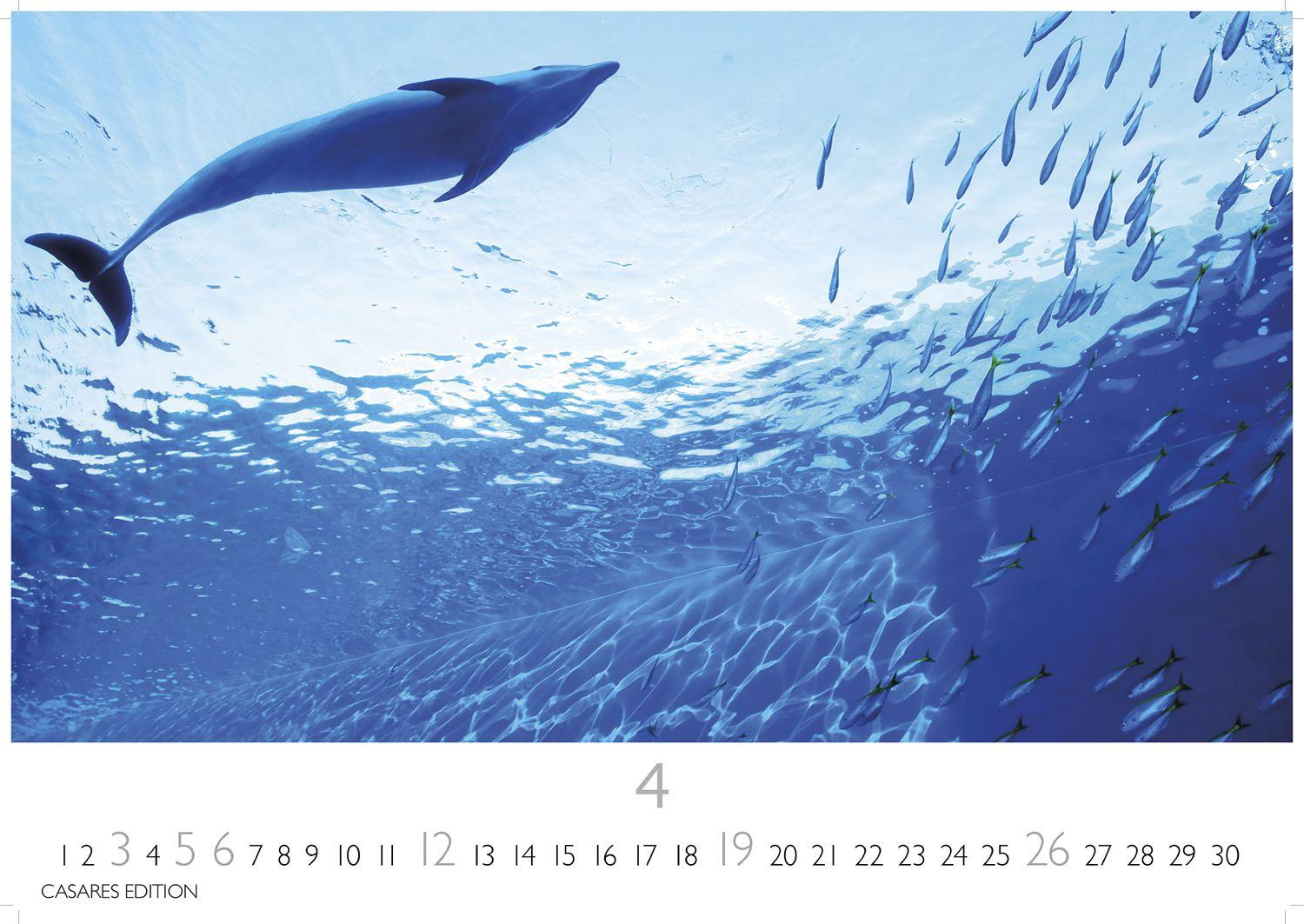 Beispielinhalt (Bild) Wale und Delfine Kalender 2026 - Wandkalender | Fotokalender Tierkalender 24x35cm - Hochwertige Fotografien von Walen und Delfinen, die jeden Monat begeistern.