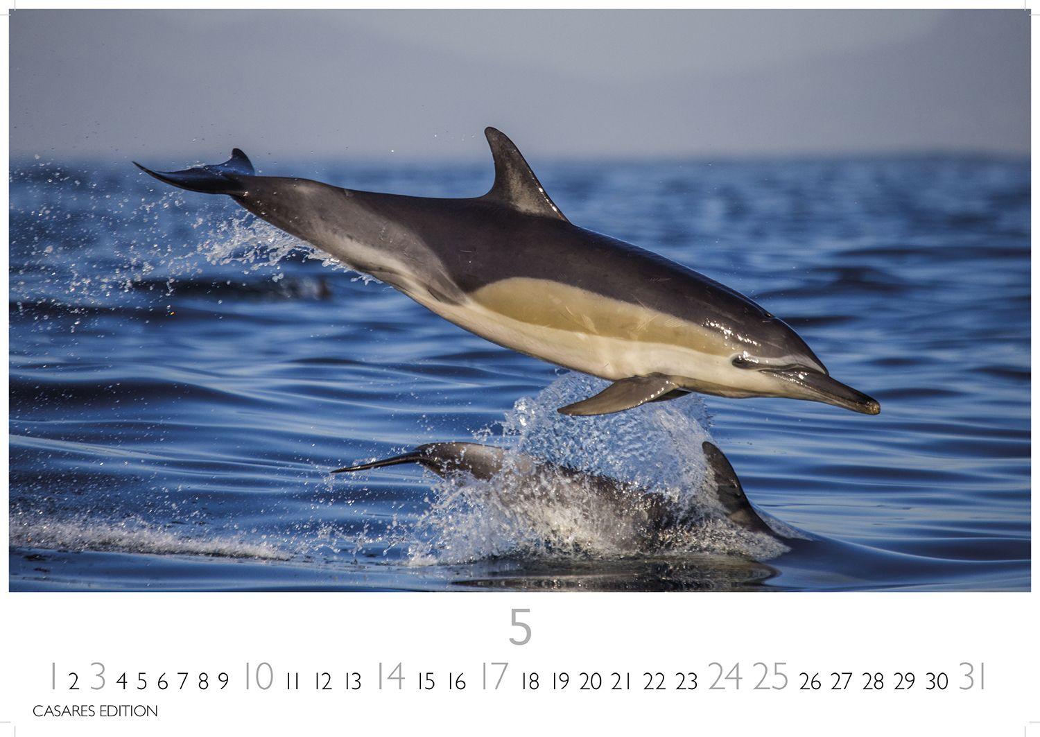 Beispielinhalt (Bild) Wale und Delfine Kalender 2026 - Wandkalender | Fotokalender Tierkalender 24x35cm - Hochwertige Fotografien von Walen und Delfinen, die jeden Monat begeistern.