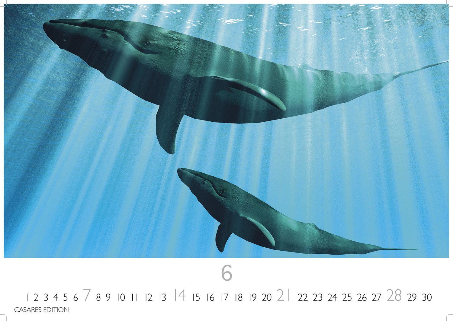 Beispielinhalt (Bild) Wale und Delfine Kalender 2026 - Wandkalender | Fotokalender Tierkalender 24x35cm - Hochwertige Fotografien von Walen und Delfinen, die jeden Monat begeistern.