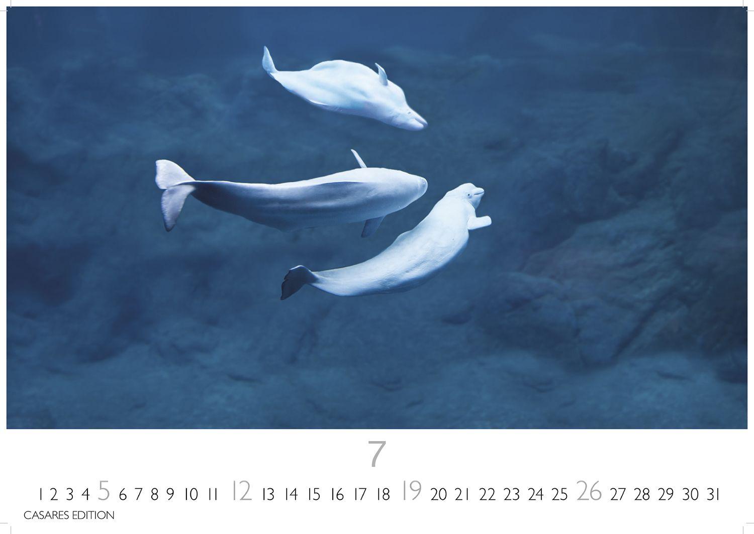 Beispielinhalt (Bild) Wale und Delfine Kalender 2026 - Wandkalender | Fotokalender Tierkalender 24x35cm - Hochwertige Fotografien von Walen und Delfinen, die jeden Monat begeistern.