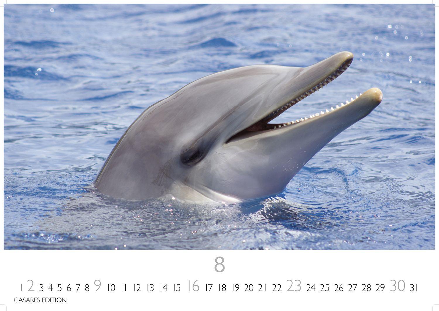 Beispielinhalt (Bild) Wale und Delfine Kalender 2026 - Wandkalender | Fotokalender Tierkalender 24x35cm - Hochwertige Fotografien von Walen und Delfinen, die jeden Monat begeistern.