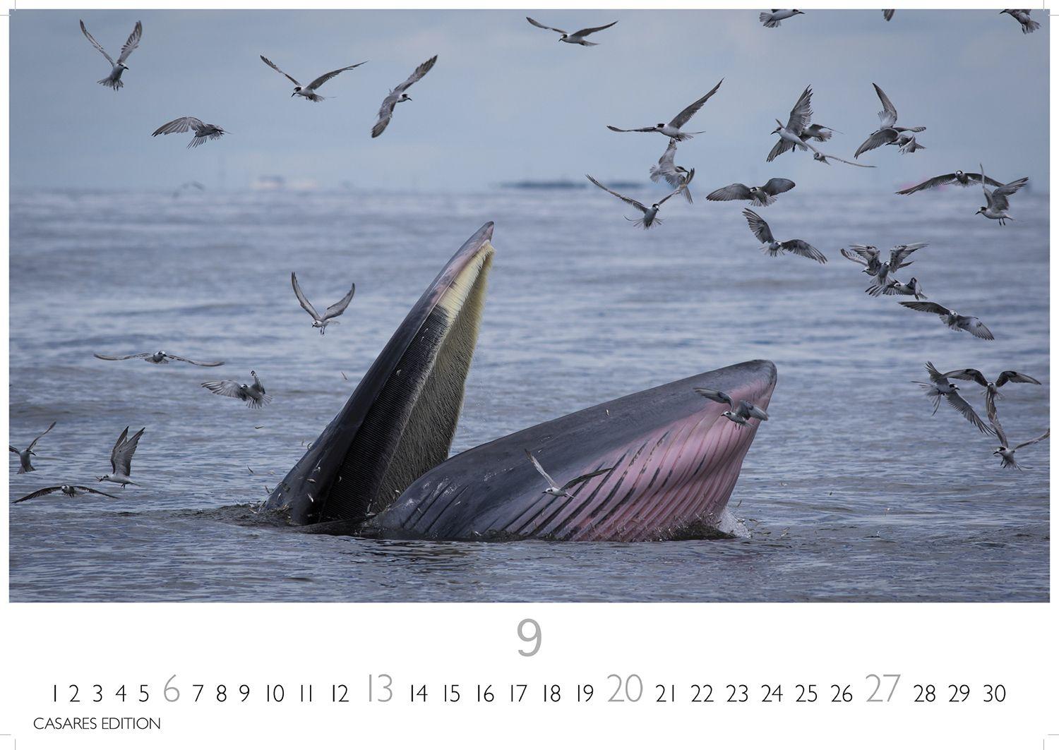 Beispielinhalt (Bild) Wale und Delfine Kalender 2026 - Wandkalender | Fotokalender Tierkalender 24x35cm - Hochwertige Fotografien von Walen und Delfinen, die jeden Monat begeistern.