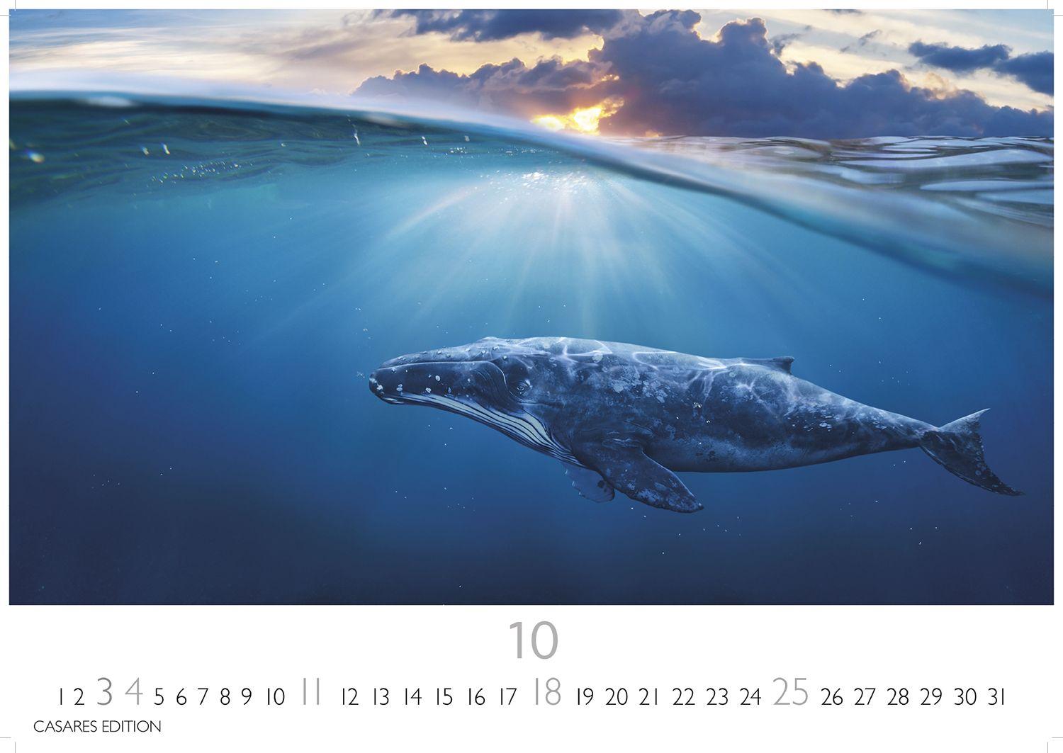 Beispielinhalt (Bild) Wale und Delfine Kalender 2026 - Wandkalender | Fotokalender Tierkalender 24x35cm - Hochwertige Fotografien von Walen und Delfinen, die jeden Monat begeistern.