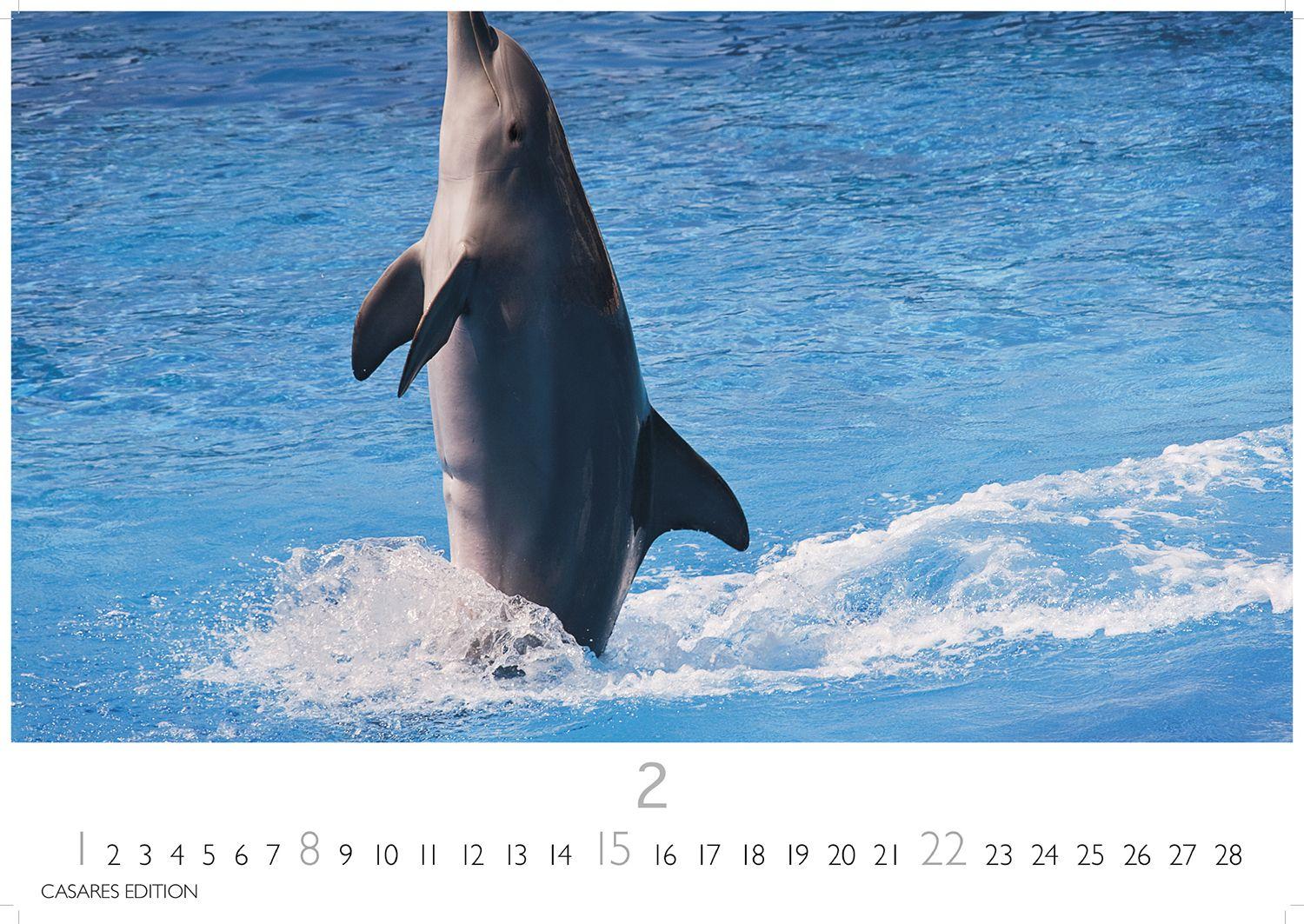 Beispielinhalt (Bild) Wale und Delfine Kalender 2026 - Wandkalender | Fotokalender Tierkalender 24x35cm - Hochwertige Fotografien von Walen und Delfinen, die jeden Monat begeistern.