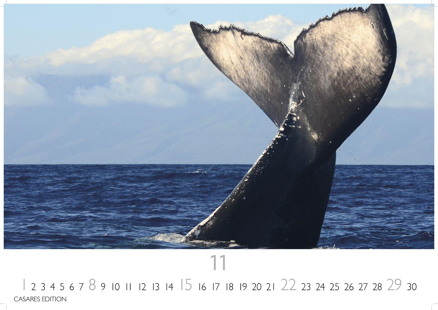 Beispielinhalt (Bild) Wale und Delfine Kalender 2026 - Wandkalender | Fotokalender Tierkalender 24x35cm - Hochwertige Fotografien von Walen und Delfinen, die jeden Monat begeistern.