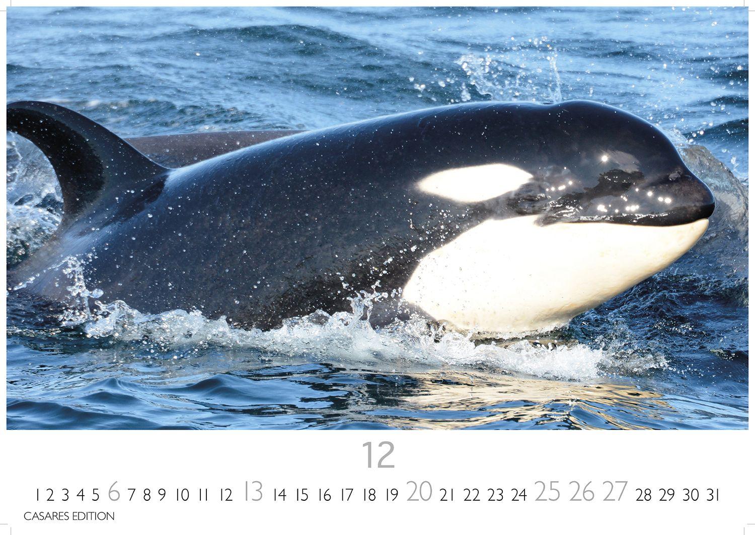 Beispielinhalt (Bild) Wale und Delfine Kalender 2026 - Wandkalender | Fotokalender Tierkalender 24x35cm - Hochwertige Fotografien von Walen und Delfinen, die jeden Monat begeistern.