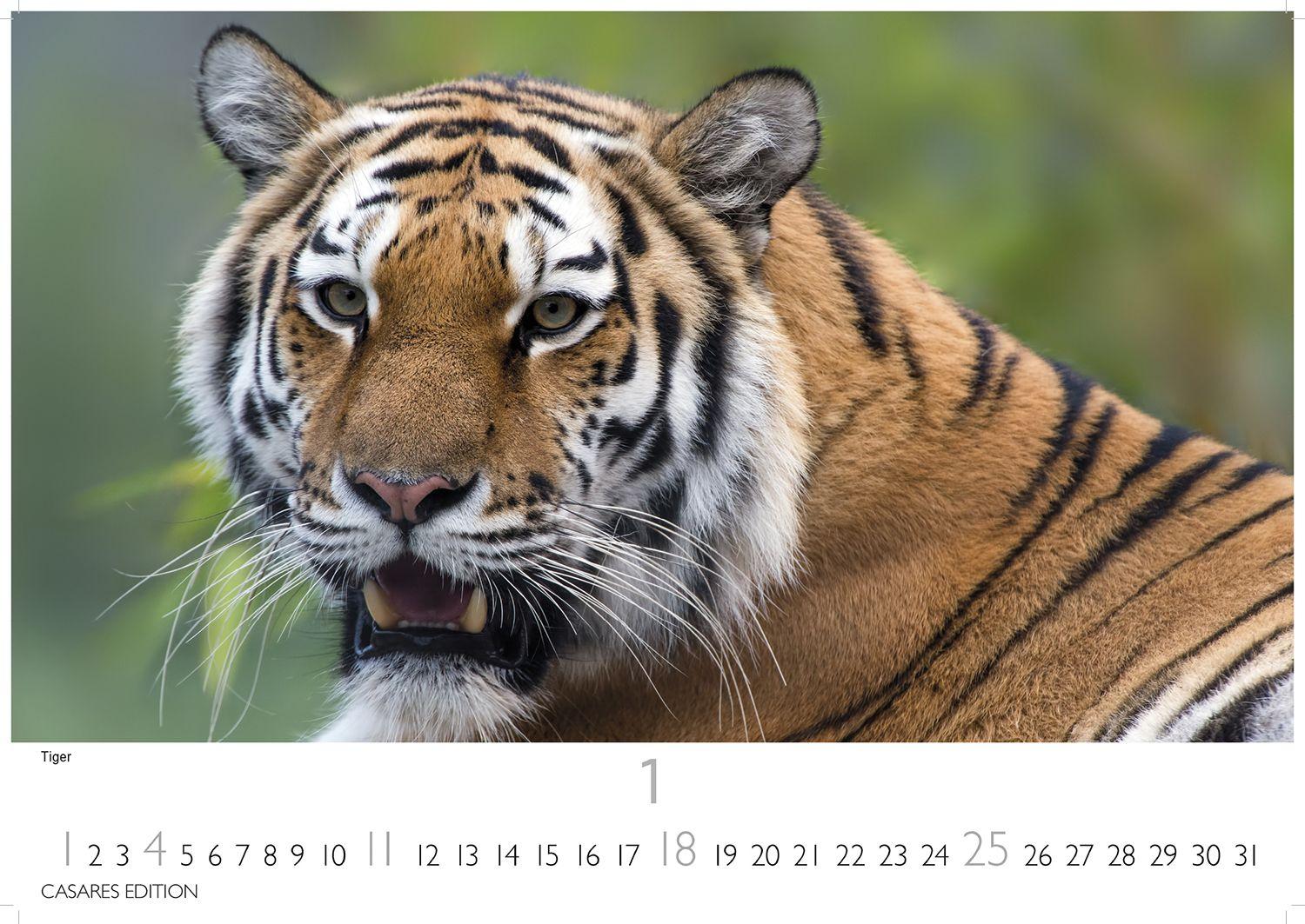 Beispielinhalt (Bild) Big Cats Kalender 2026 - Wandkalender | Fotokalender Tierkalender 35x50cm - Wunderschöner Großkatzen-. mit beeindruckenden Fotos von Tiger| Löwen | Jaguar | Gepard | Luchs | Puma.