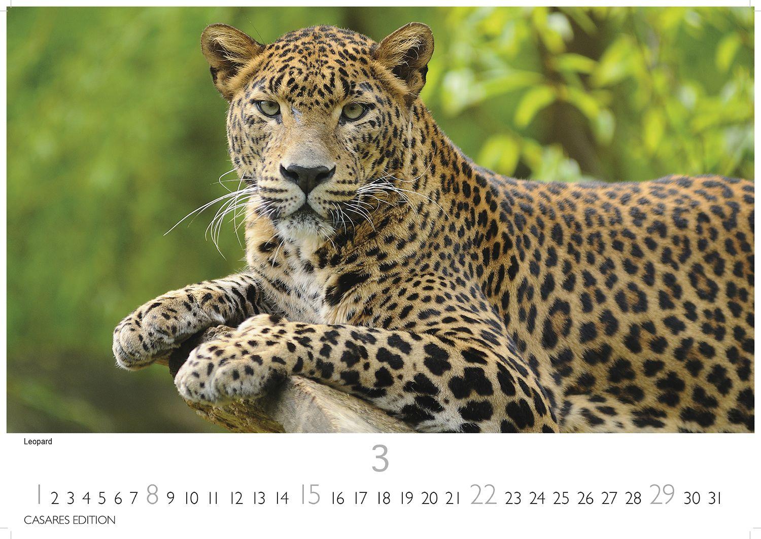 Beispielinhalt (Bild) Big Cats Kalender 2026 - Wandkalender | Fotokalender Tierkalender 35x50cm - Wunderschöner Großkatzen-. mit beeindruckenden Fotos von Tiger| Löwen | Jaguar | Gepard | Luchs | Puma.