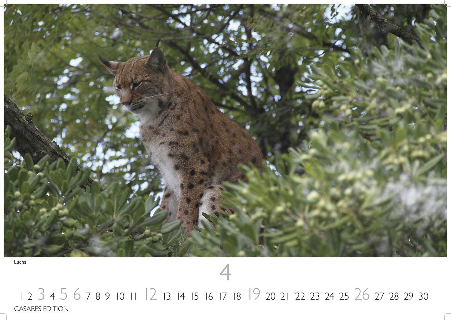 Beispielinhalt (Bild) Big Cats Kalender 2026 - Wandkalender | Fotokalender Tierkalender 35x50cm - Wunderschöner Großkatzen-. mit beeindruckenden Fotos von Tiger| Löwen | Jaguar | Gepard | Luchs | Puma.