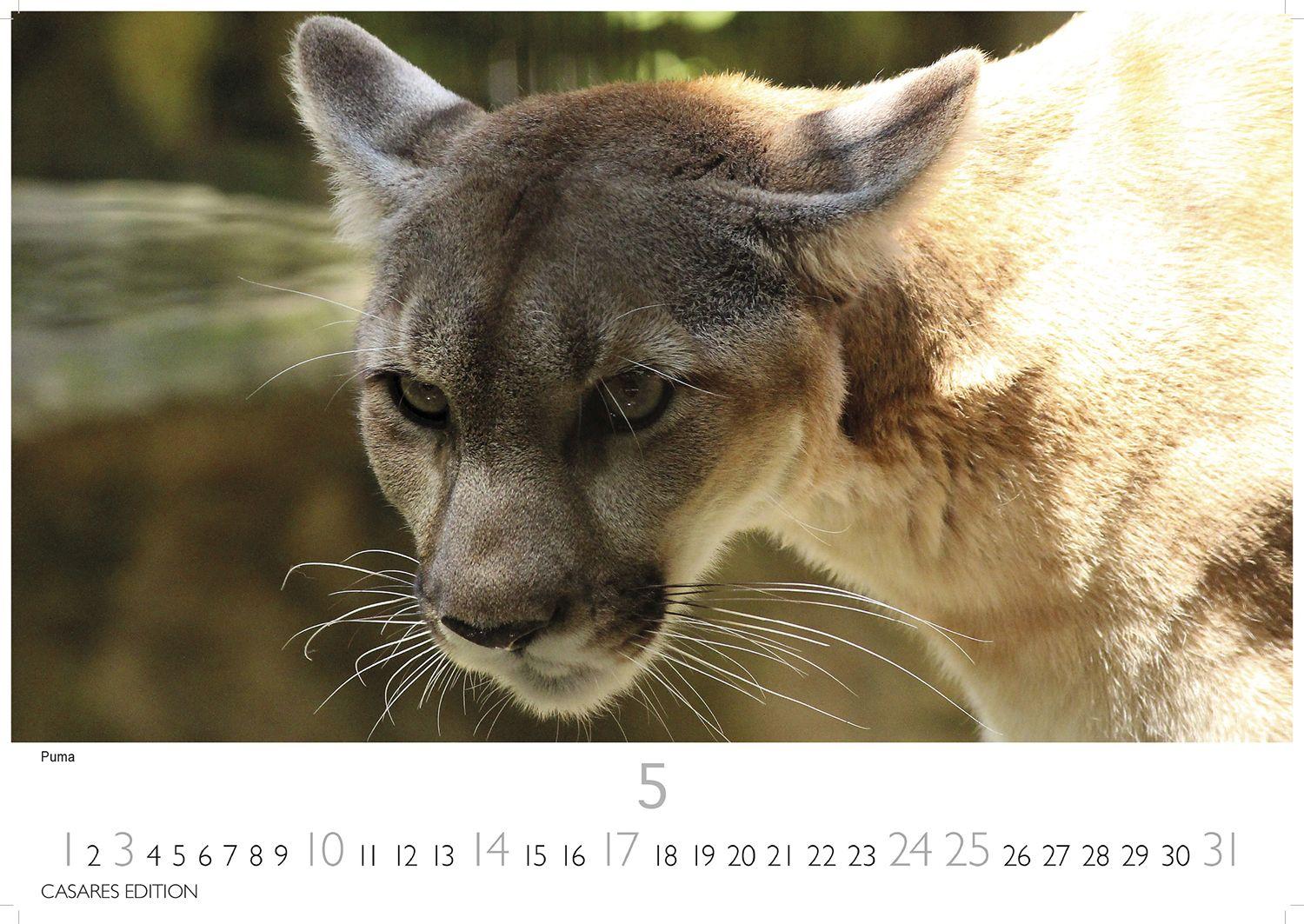 Beispielinhalt (Bild) Big Cats Kalender 2026 - Wandkalender | Fotokalender Tierkalender 35x50cm - Wunderschöner Großkatzen-. mit beeindruckenden Fotos von Tiger| Löwen | Jaguar | Gepard | Luchs | Puma.