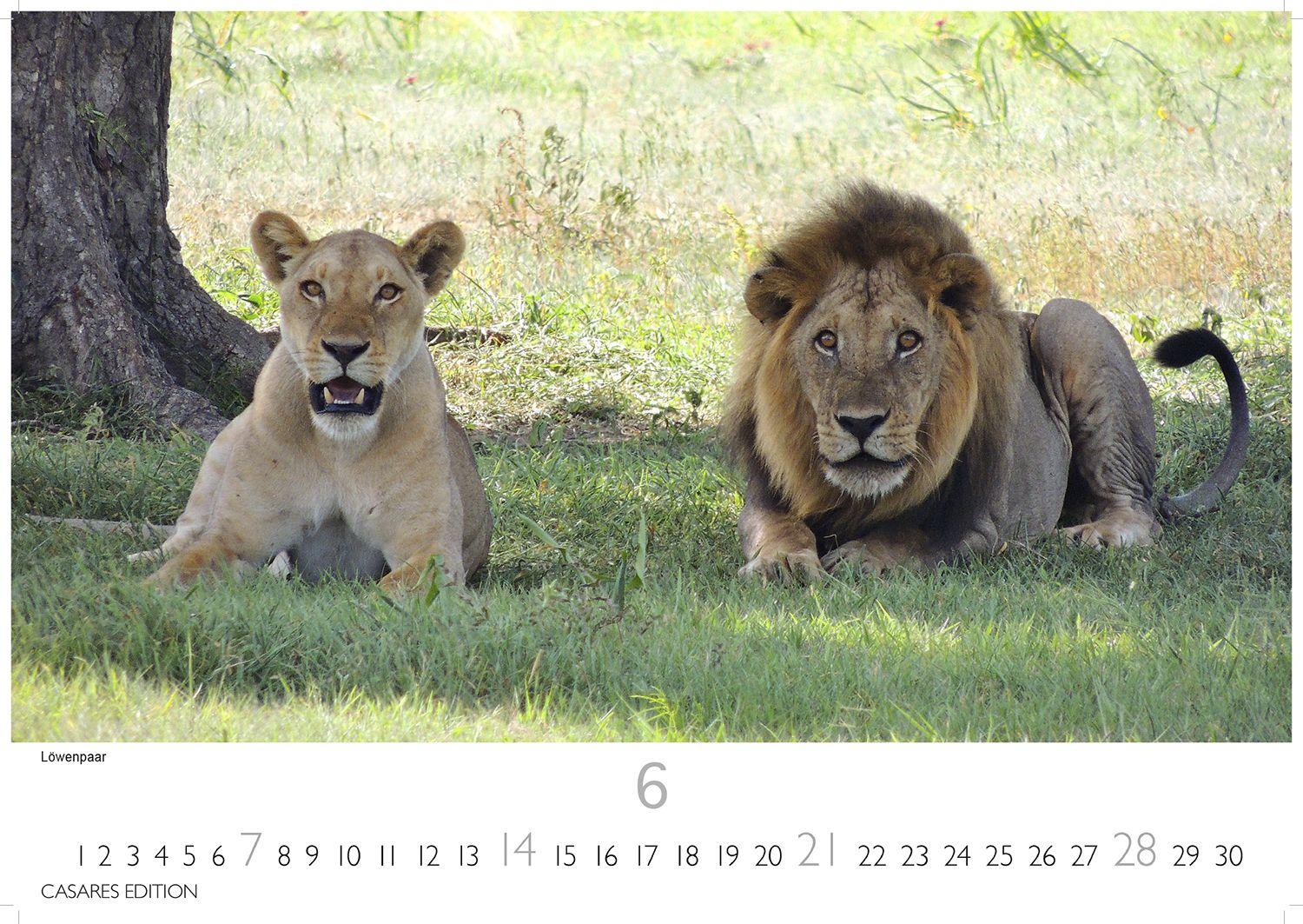 Beispielinhalt (Bild) Big Cats Kalender 2026 - Wandkalender | Fotokalender Tierkalender 35x50cm - Wunderschöner Großkatzen-. mit beeindruckenden Fotos von Tiger| Löwen | Jaguar | Gepard | Luchs | Puma.