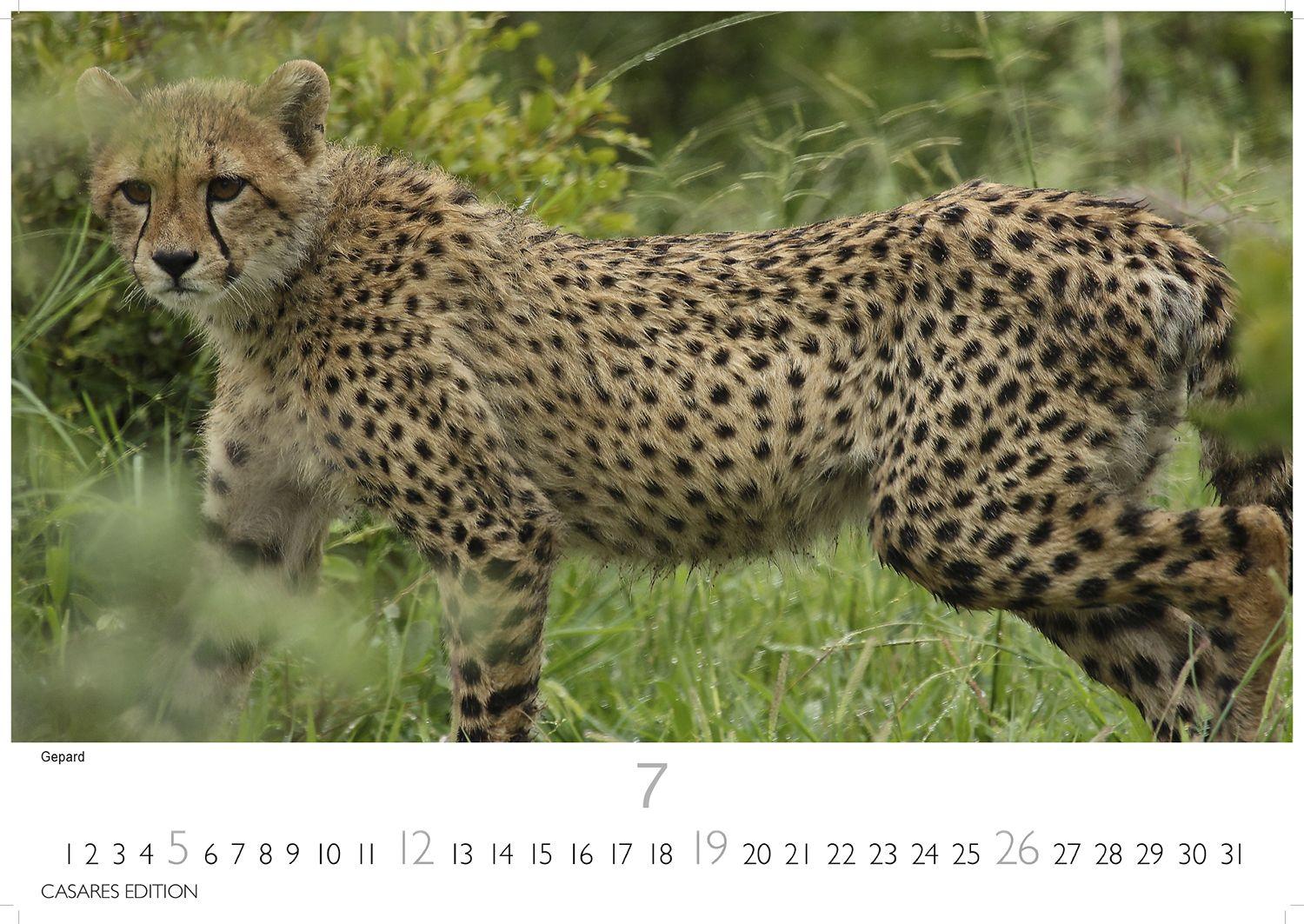 Beispielinhalt (Bild) Big Cats Kalender 2026 - Wandkalender | Fotokalender Tierkalender 35x50cm - Wunderschöner Großkatzen-. mit beeindruckenden Fotos von Tiger| Löwen | Jaguar | Gepard | Luchs | Puma.