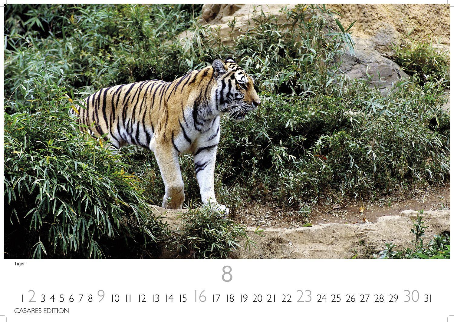 Beispielinhalt (Bild) Big Cats Kalender 2026 - Wandkalender | Fotokalender Tierkalender 35x50cm - Wunderschöner Großkatzen-. mit beeindruckenden Fotos von Tiger| Löwen | Jaguar | Gepard | Luchs | Puma.