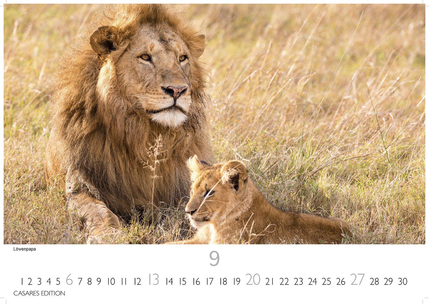 Beispielinhalt (Bild) Big Cats Kalender 2026 - Wandkalender | Fotokalender Tierkalender 35x50cm - Wunderschöner Großkatzen-. mit beeindruckenden Fotos von Tiger| Löwen | Jaguar | Gepard | Luchs | Puma.