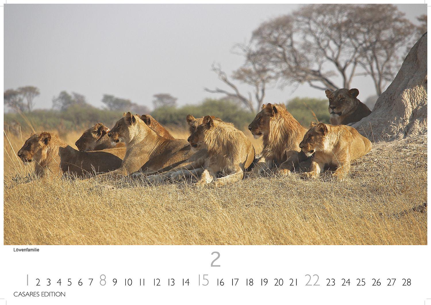 Beispielinhalt (Bild) Big Cats Kalender 2026 - Wandkalender | Fotokalender Tierkalender 35x50cm - Wunderschöner Großkatzen-. mit beeindruckenden Fotos von Tiger| Löwen | Jaguar | Gepard | Luchs | Puma.