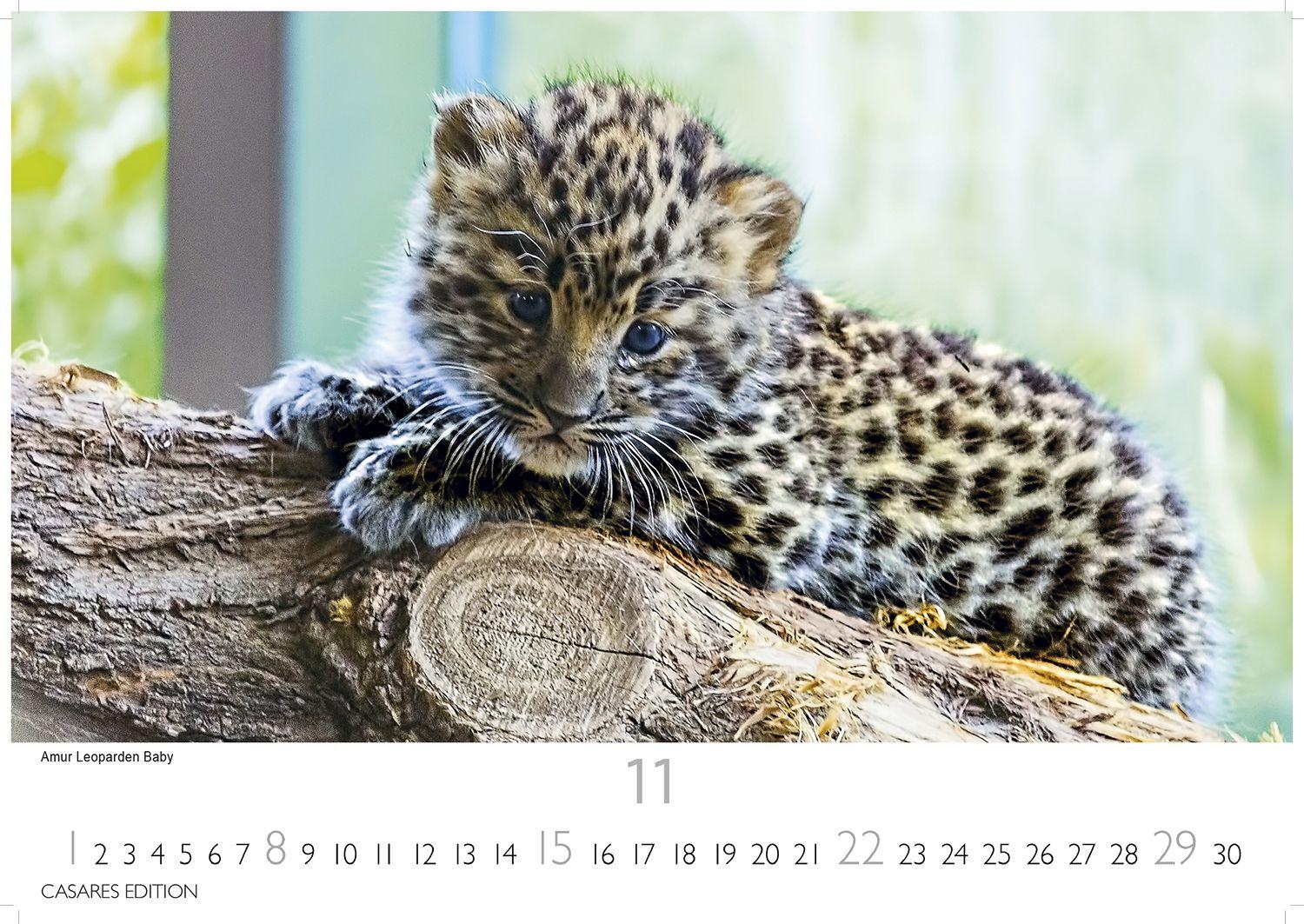 Beispielinhalt (Bild) Big Cats Kalender 2026 - Wandkalender | Fotokalender Tierkalender 35x50cm - Wunderschöner Großkatzen-. mit beeindruckenden Fotos von Tiger| Löwen | Jaguar | Gepard | Luchs | Puma.