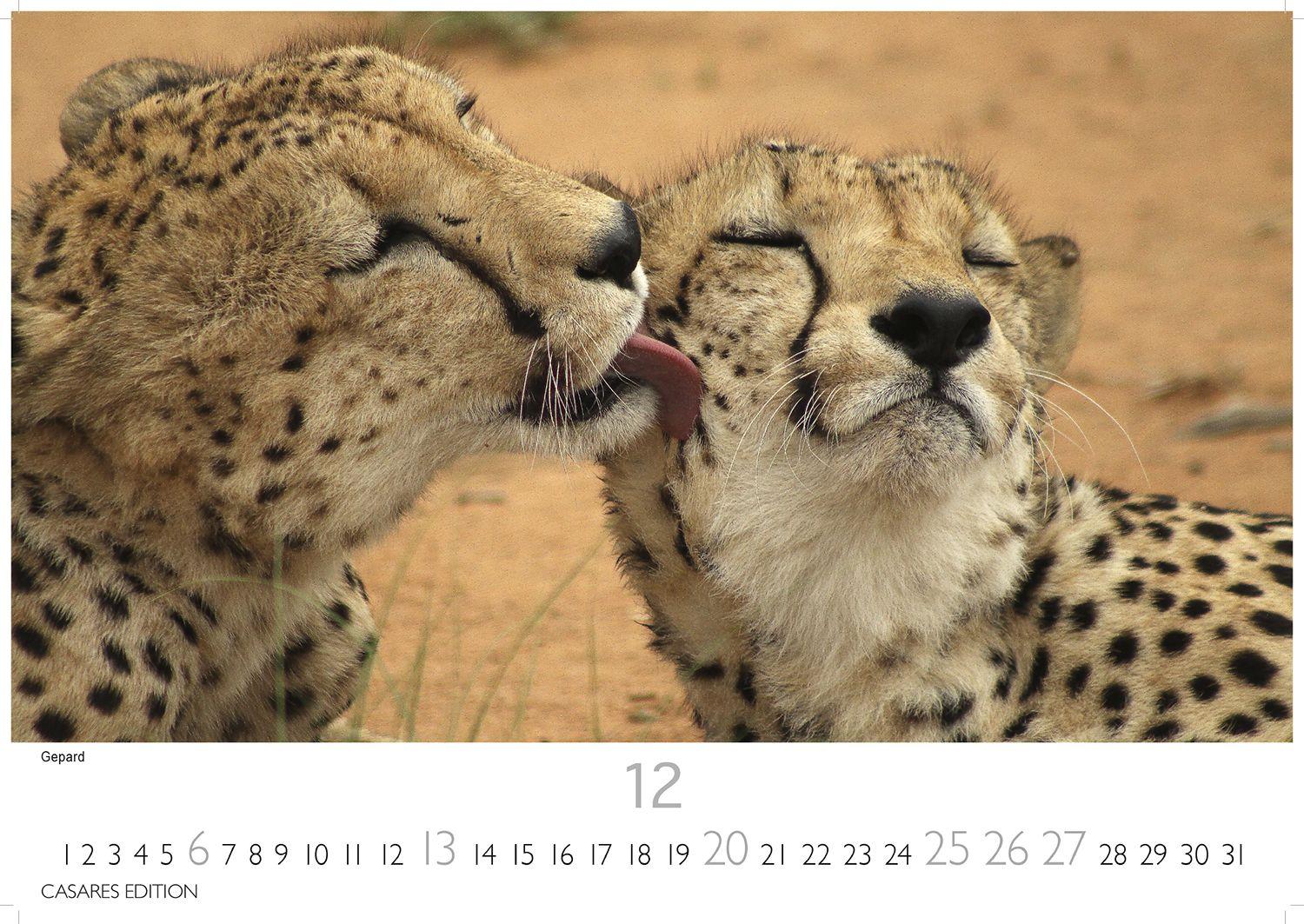 Beispielinhalt (Bild) Big Cats Kalender 2026 - Wandkalender | Fotokalender Tierkalender 35x50cm - Wunderschöner Großkatzen-. mit beeindruckenden Fotos von Tiger| Löwen | Jaguar | Gepard | Luchs | Puma.