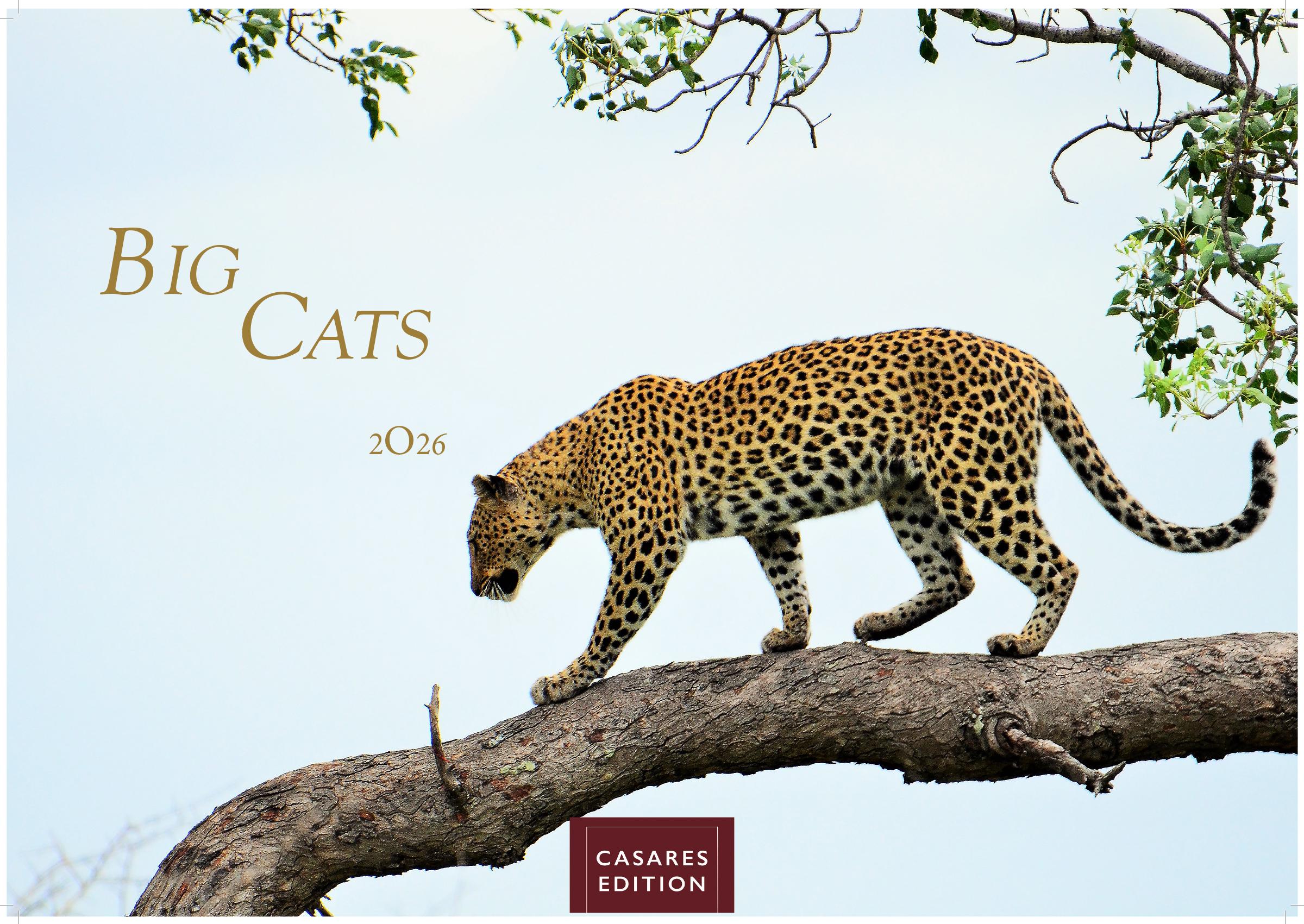 Vorderes Coverbild Big Cats Kalender 2026 - Wandkalender | Fotokalender Tierkalender 35x50cm - Wunderschöner Großkatzen-. mit beeindruckenden Fotos von Tiger| Löwen | Jaguar | Gepard | Luchs | Puma.