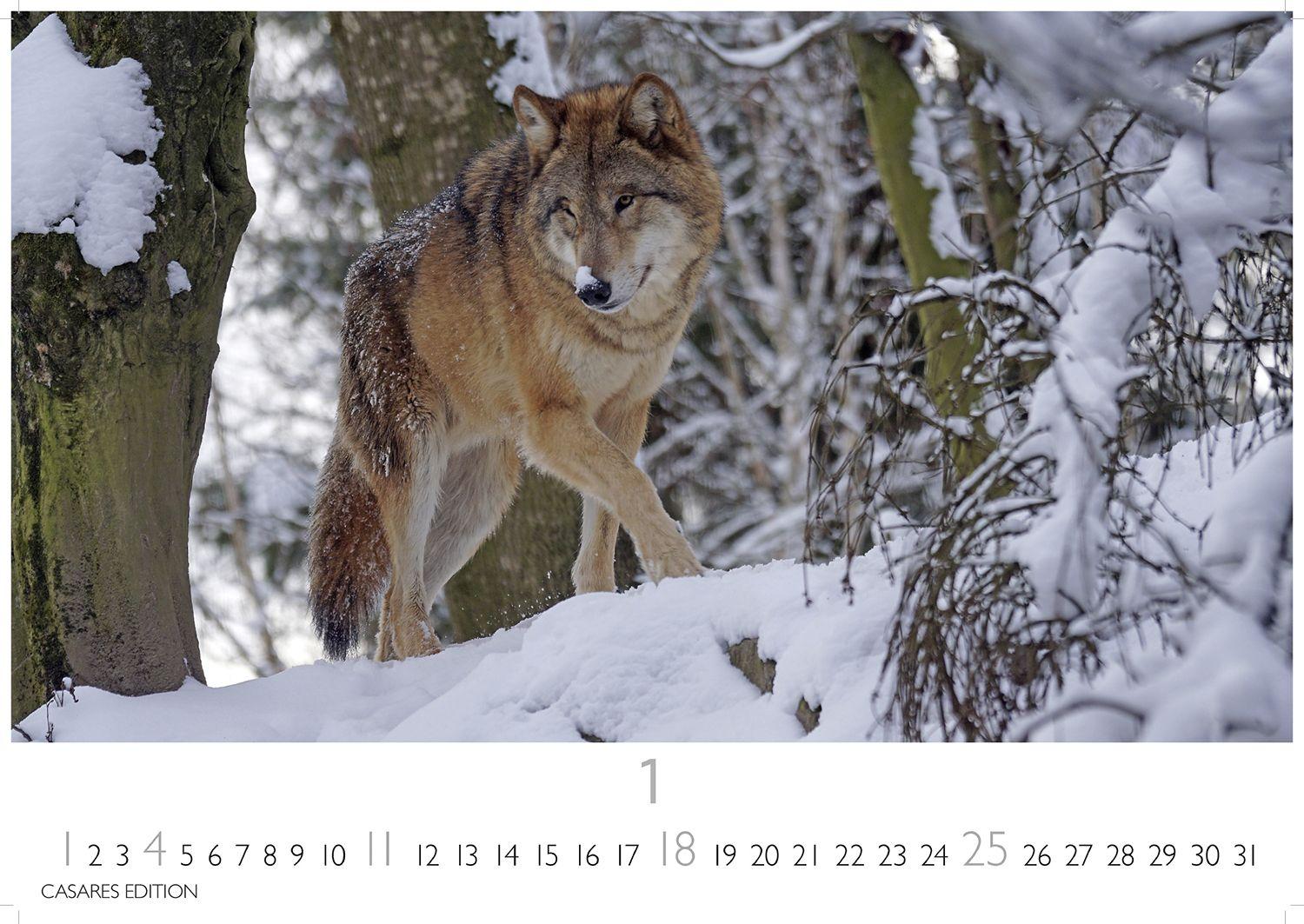Beispielinhalt (Bild) Wölfe Kalender 2026 - Wandkalender | Fotokalender Tierkalender 24x35cm - . mit faszinierenden Wolf-Motiven,