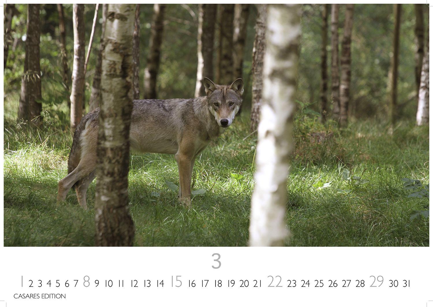 Beispielinhalt (Bild) Wölfe Kalender 2026 - Wandkalender | Fotokalender Tierkalender 24x35cm - . mit faszinierenden Wolf-Motiven,