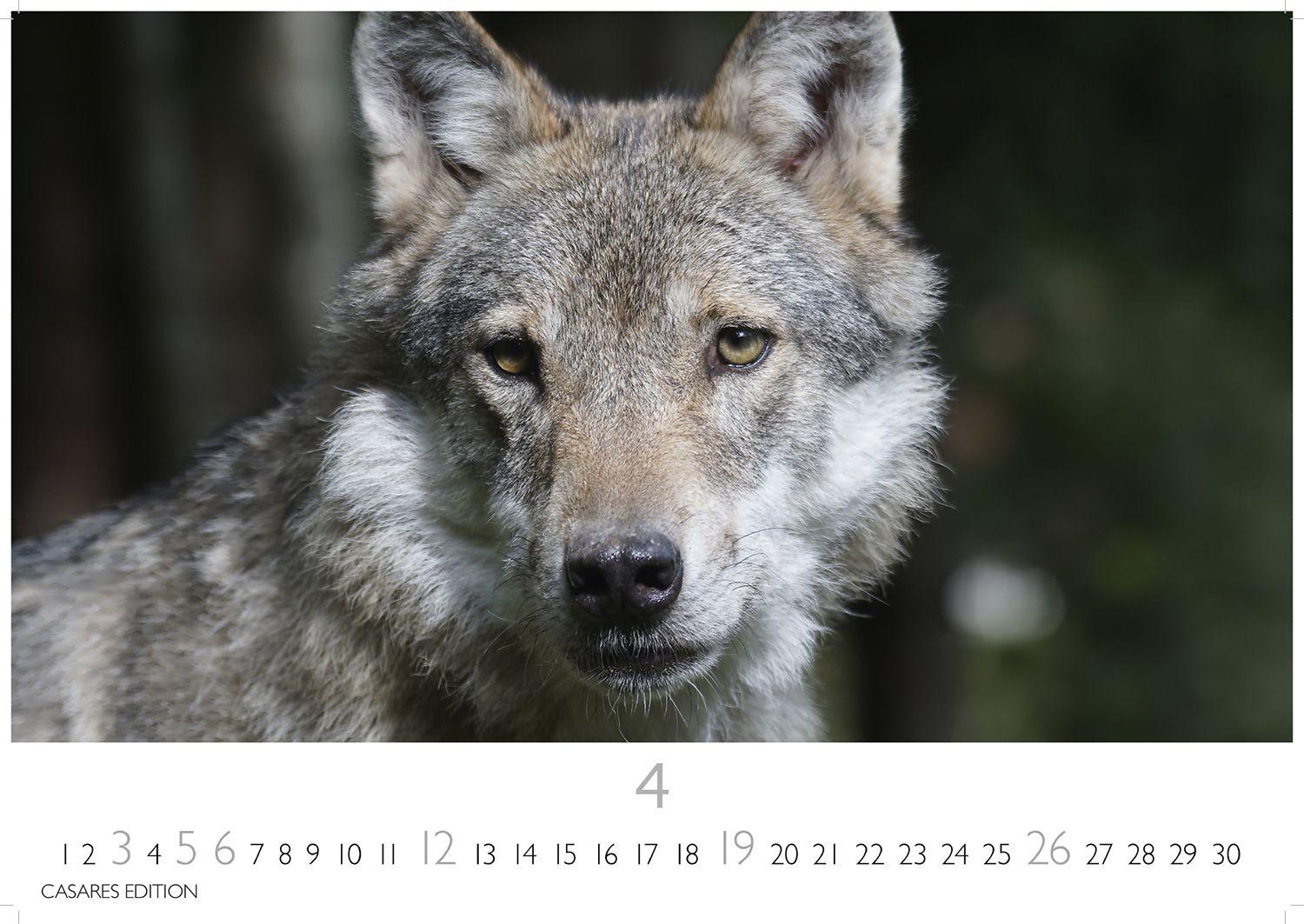 Beispielinhalt (Bild) Wölfe Kalender 2026 - Wandkalender | Fotokalender Tierkalender 24x35cm - . mit faszinierenden Wolf-Motiven,