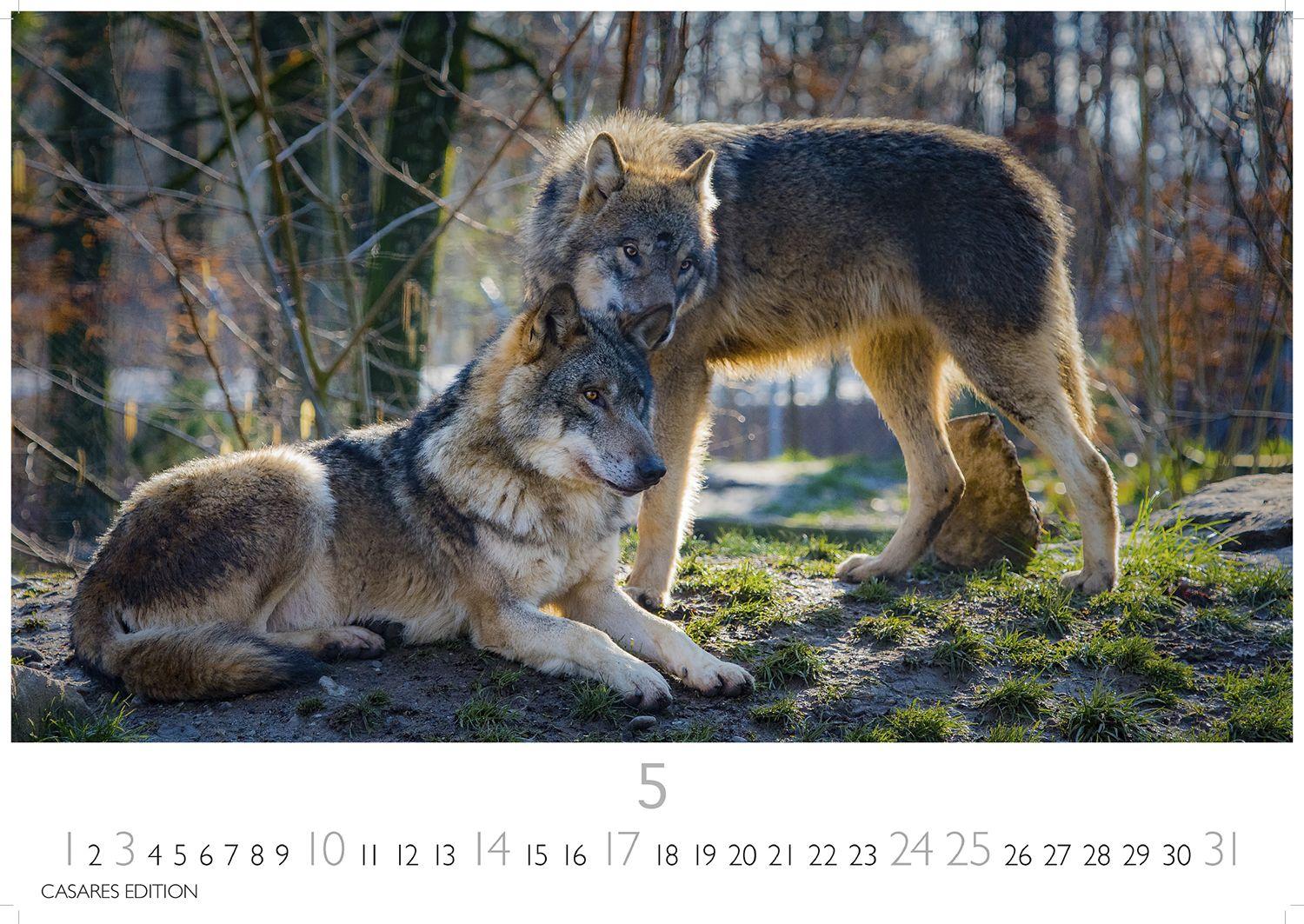 Beispielinhalt (Bild) Wölfe Kalender 2026 - Wandkalender | Fotokalender Tierkalender 24x35cm - . mit faszinierenden Wolf-Motiven,