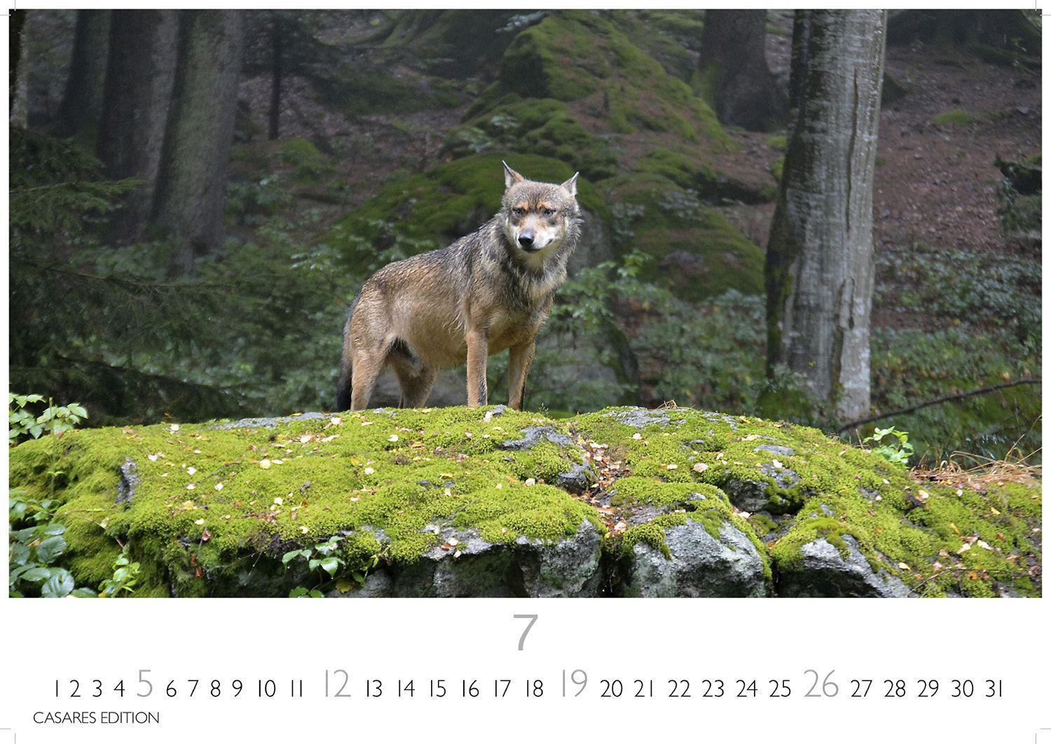 Beispielinhalt (Bild) Wölfe Kalender 2026 - Wandkalender | Fotokalender Tierkalender 24x35cm - . mit faszinierenden Wolf-Motiven,
