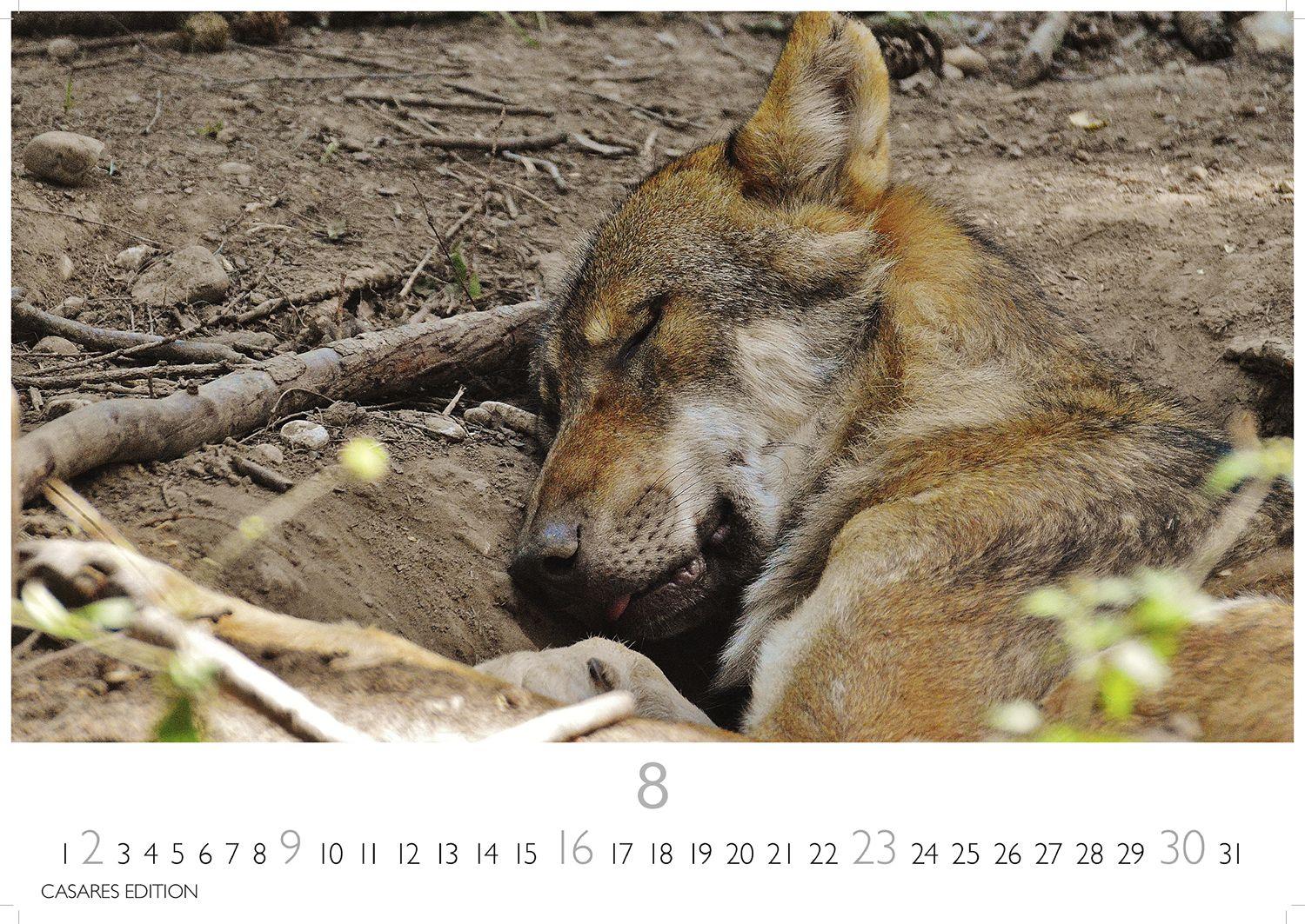 Beispielinhalt (Bild) Wölfe Kalender 2026 - Wandkalender | Fotokalender Tierkalender 24x35cm - . mit faszinierenden Wolf-Motiven,