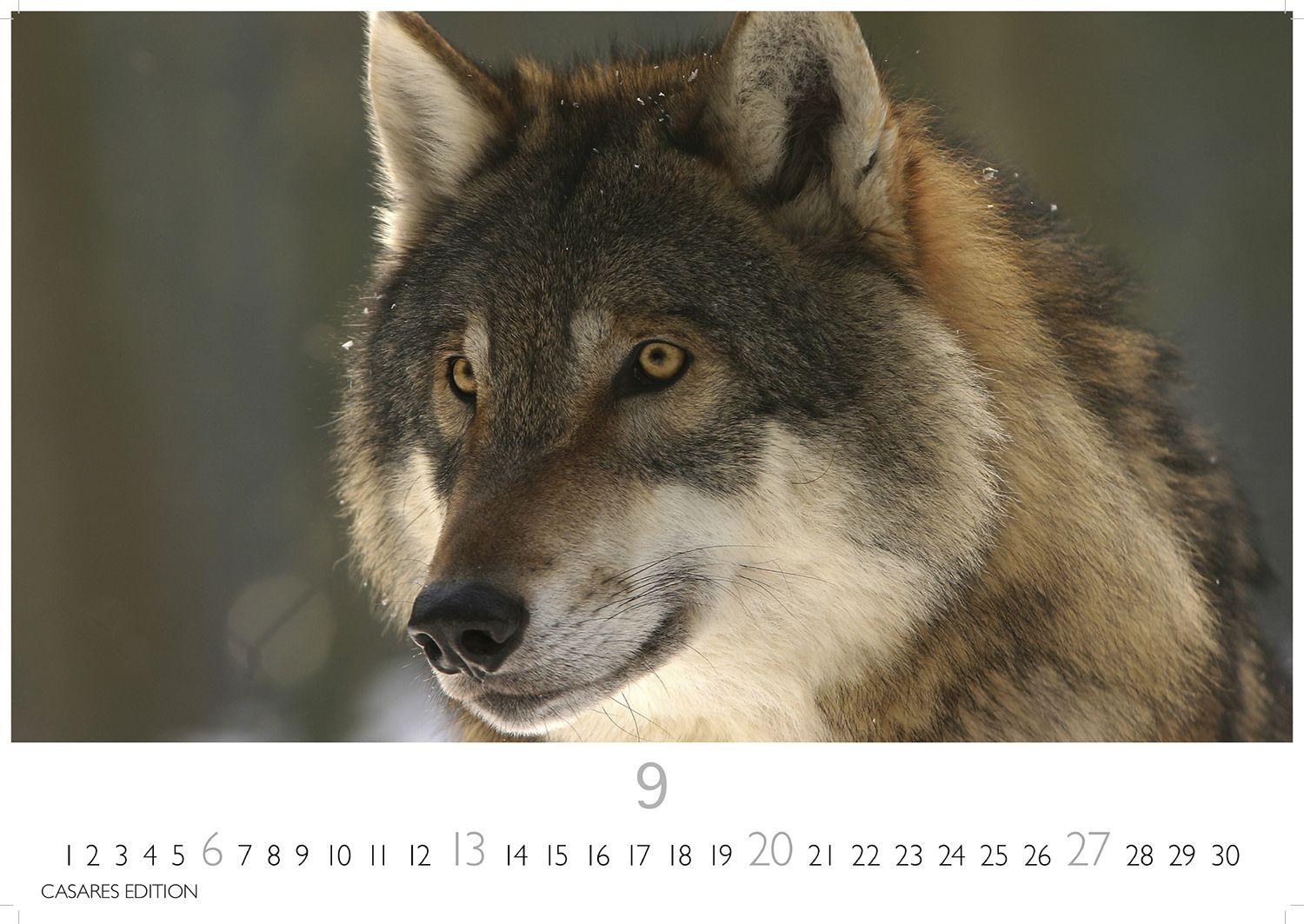 Beispielinhalt (Bild) Wölfe Kalender 2026 - Wandkalender | Fotokalender Tierkalender 24x35cm - . mit faszinierenden Wolf-Motiven,
