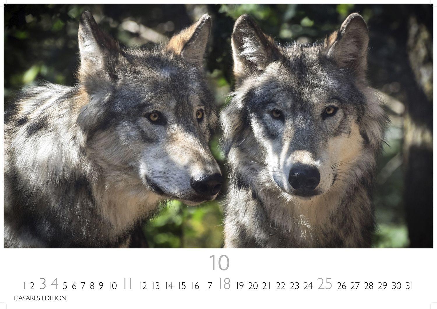 Beispielinhalt (Bild) Wölfe Kalender 2026 - Wandkalender | Fotokalender Tierkalender 24x35cm - . mit faszinierenden Wolf-Motiven,