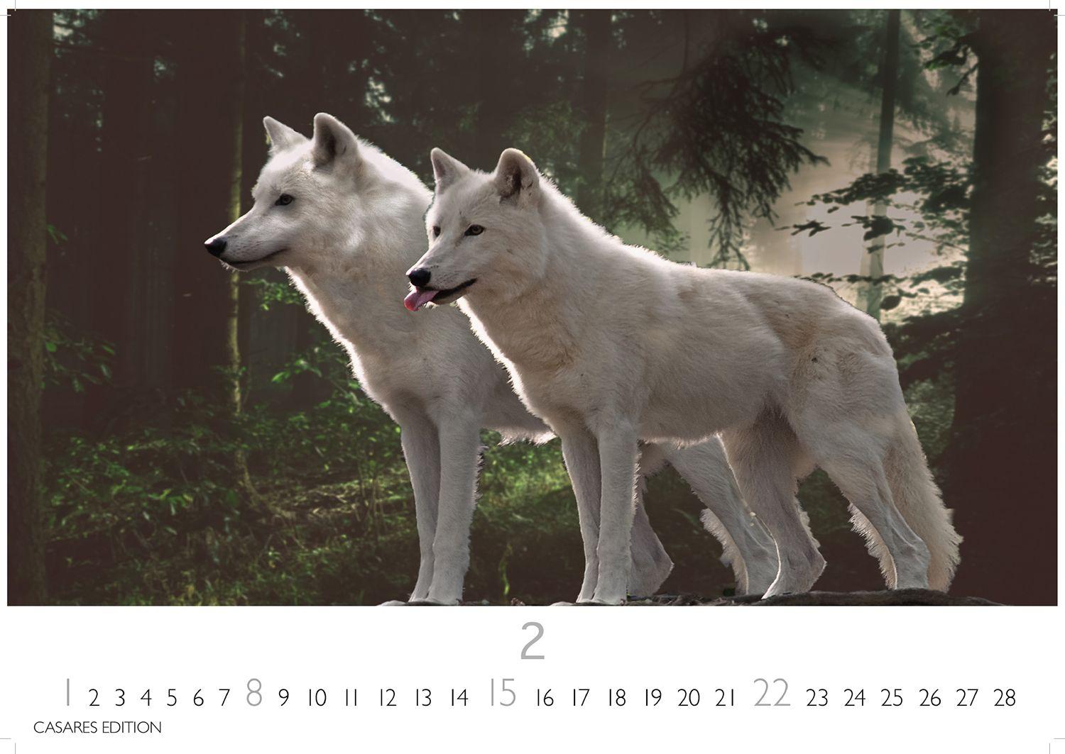 Beispielinhalt (Bild) Wölfe Kalender 2026 - Wandkalender | Fotokalender Tierkalender 24x35cm - . mit faszinierenden Wolf-Motiven,