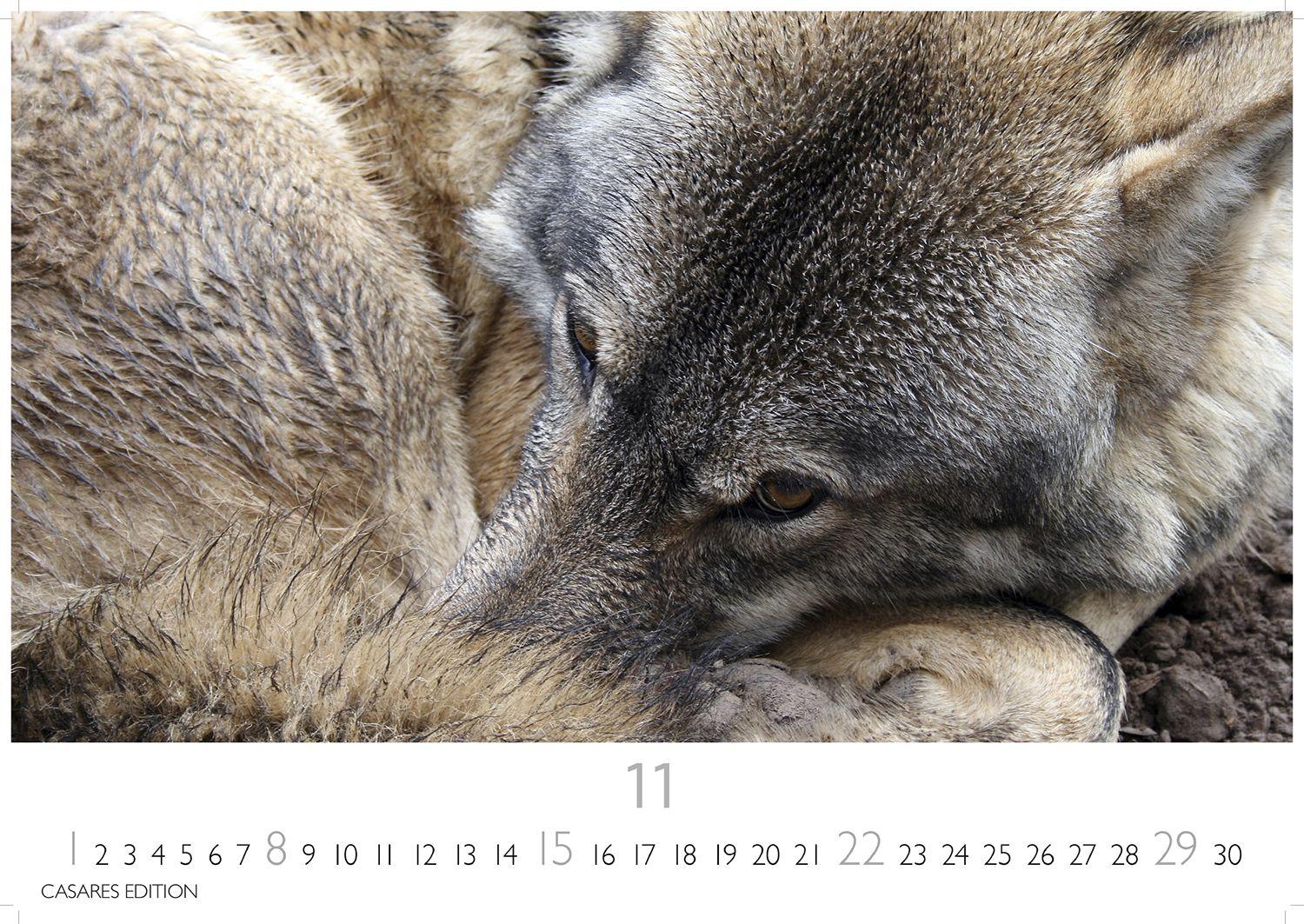 Beispielinhalt (Bild) Wölfe Kalender 2026 - Wandkalender | Fotokalender Tierkalender 24x35cm - . mit faszinierenden Wolf-Motiven,