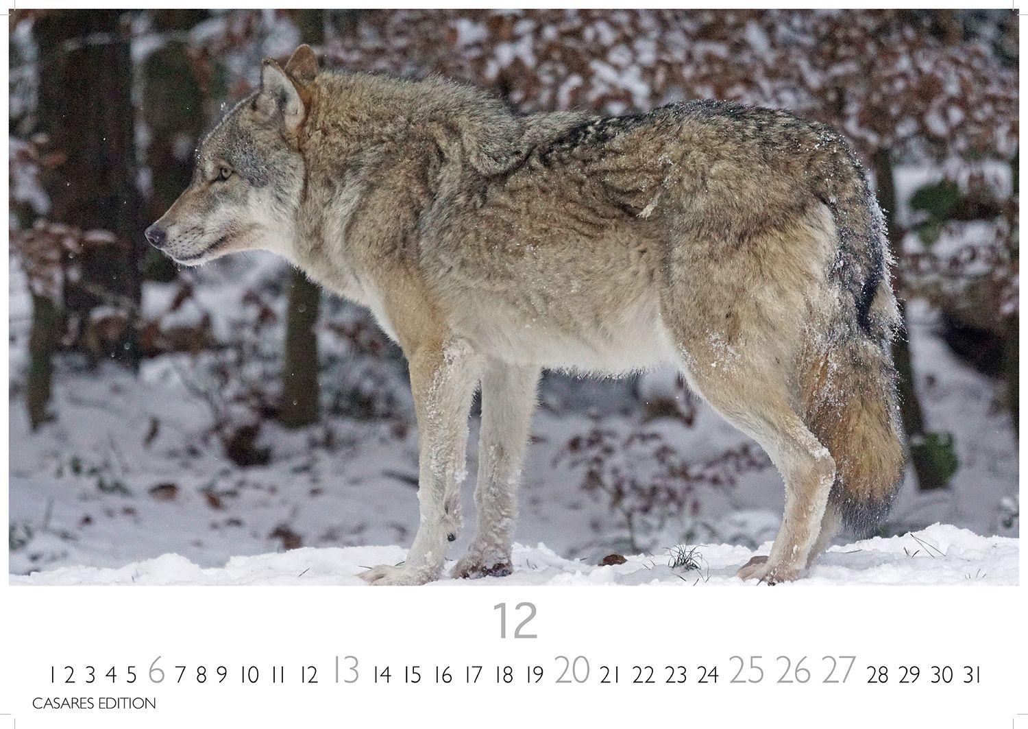 Beispielinhalt (Bild) Wölfe Kalender 2026 - Wandkalender | Fotokalender Tierkalender 24x35cm - . mit faszinierenden Wolf-Motiven,