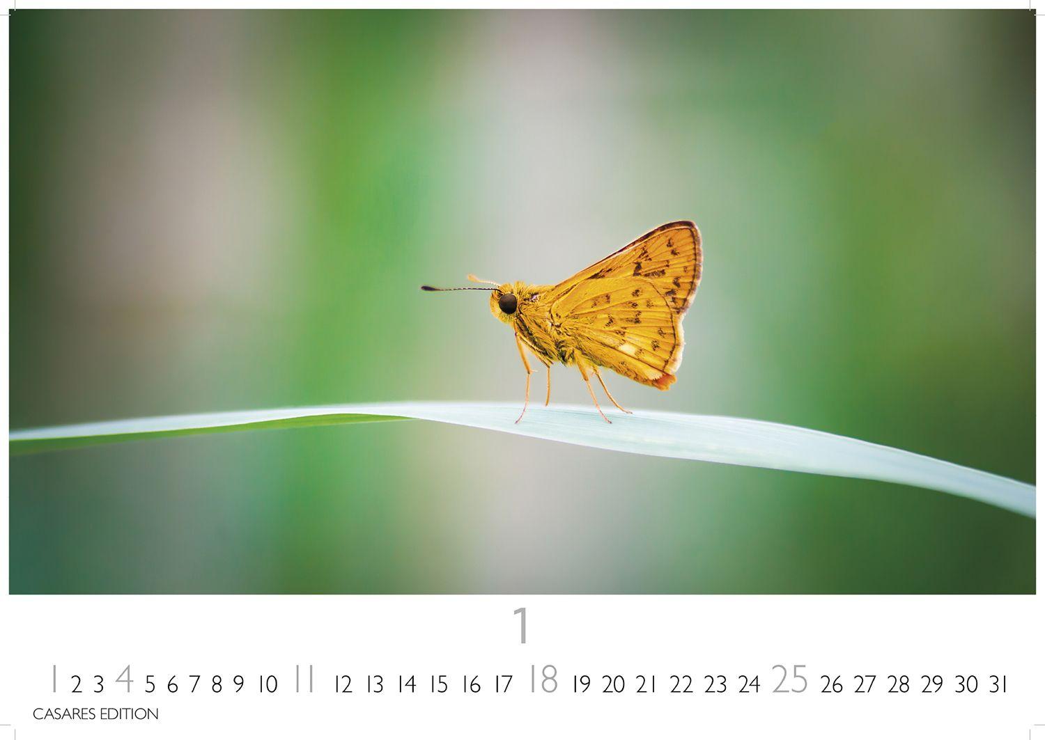 Beispielinhalt (Bild) Schmetterlinge Kalender 2026 - Wandkalender | Fotokalender Tierkalender 24x35cm - Mit wunderschönen, detailreichen Bildern von Schmetterlingen.