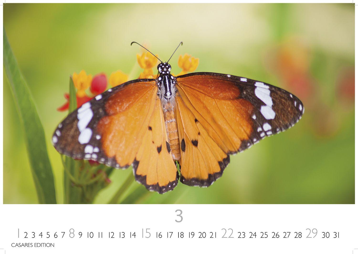Beispielinhalt (Bild) Schmetterlinge Kalender 2026 - Wandkalender | Fotokalender Tierkalender 24x35cm - Mit wunderschönen, detailreichen Bildern von Schmetterlingen.