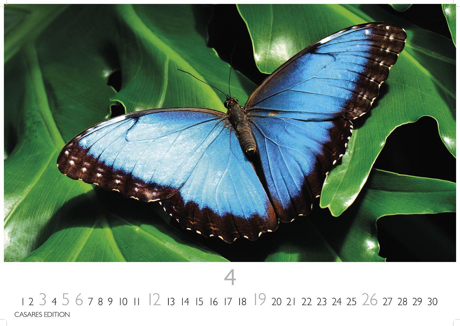 Beispielinhalt (Bild) Schmetterlinge Kalender 2026 - Wandkalender | Fotokalender Tierkalender 24x35cm - Mit wunderschönen, detailreichen Bildern von Schmetterlingen.