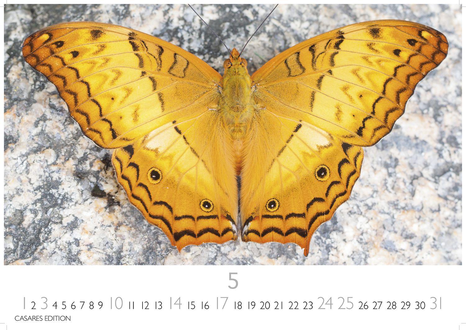 Beispielinhalt (Bild) Schmetterlinge Kalender 2026 - Wandkalender | Fotokalender Tierkalender 24x35cm - Mit wunderschönen, detailreichen Bildern von Schmetterlingen.