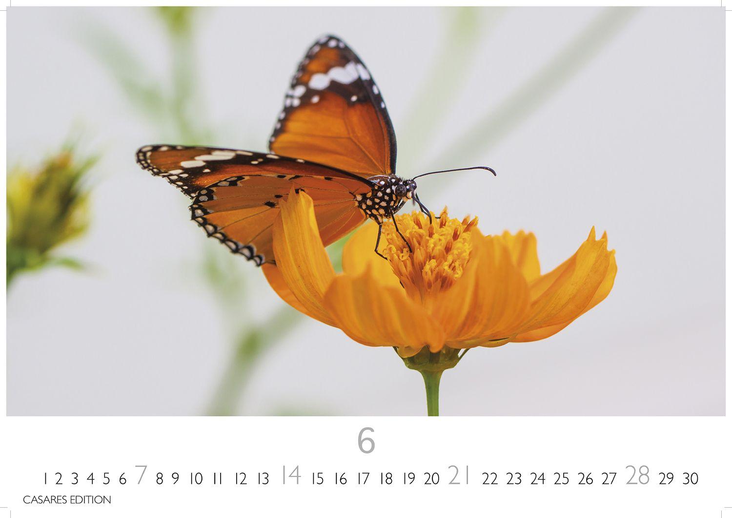 Beispielinhalt (Bild) Schmetterlinge Kalender 2026 - Wandkalender | Fotokalender Tierkalender 24x35cm - Mit wunderschönen, detailreichen Bildern von Schmetterlingen.