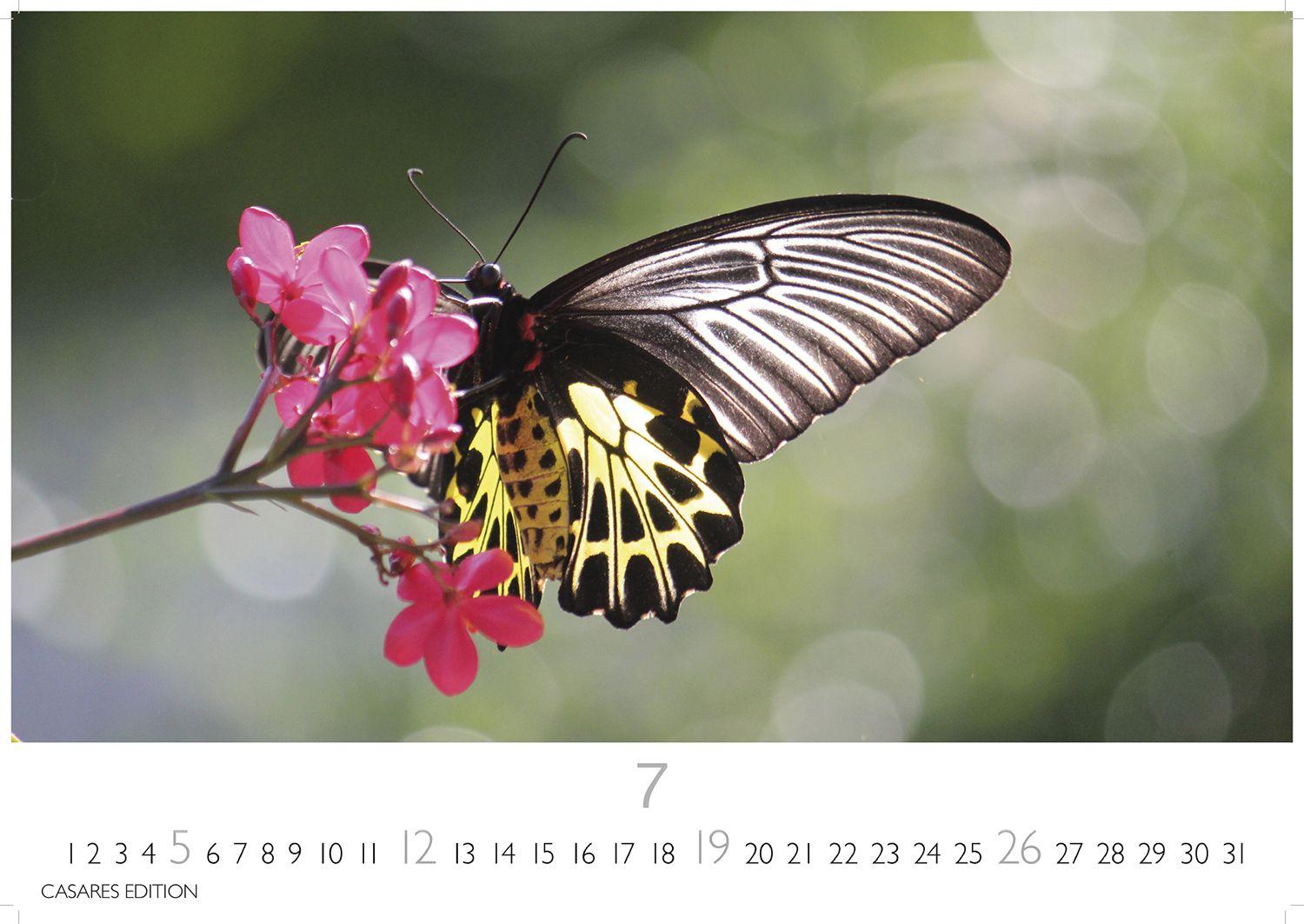 Beispielinhalt (Bild) Schmetterlinge Kalender 2026 - Wandkalender | Fotokalender Tierkalender 24x35cm - Mit wunderschönen, detailreichen Bildern von Schmetterlingen.