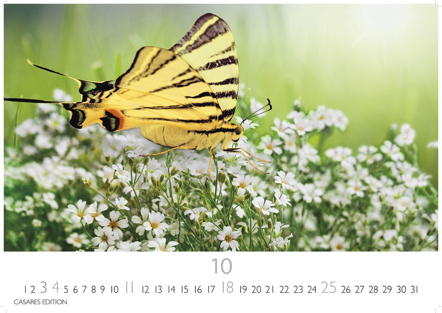Beispielinhalt (Bild) Schmetterlinge Kalender 2026 - Wandkalender | Fotokalender Tierkalender 24x35cm - Mit wunderschönen, detailreichen Bildern von Schmetterlingen.